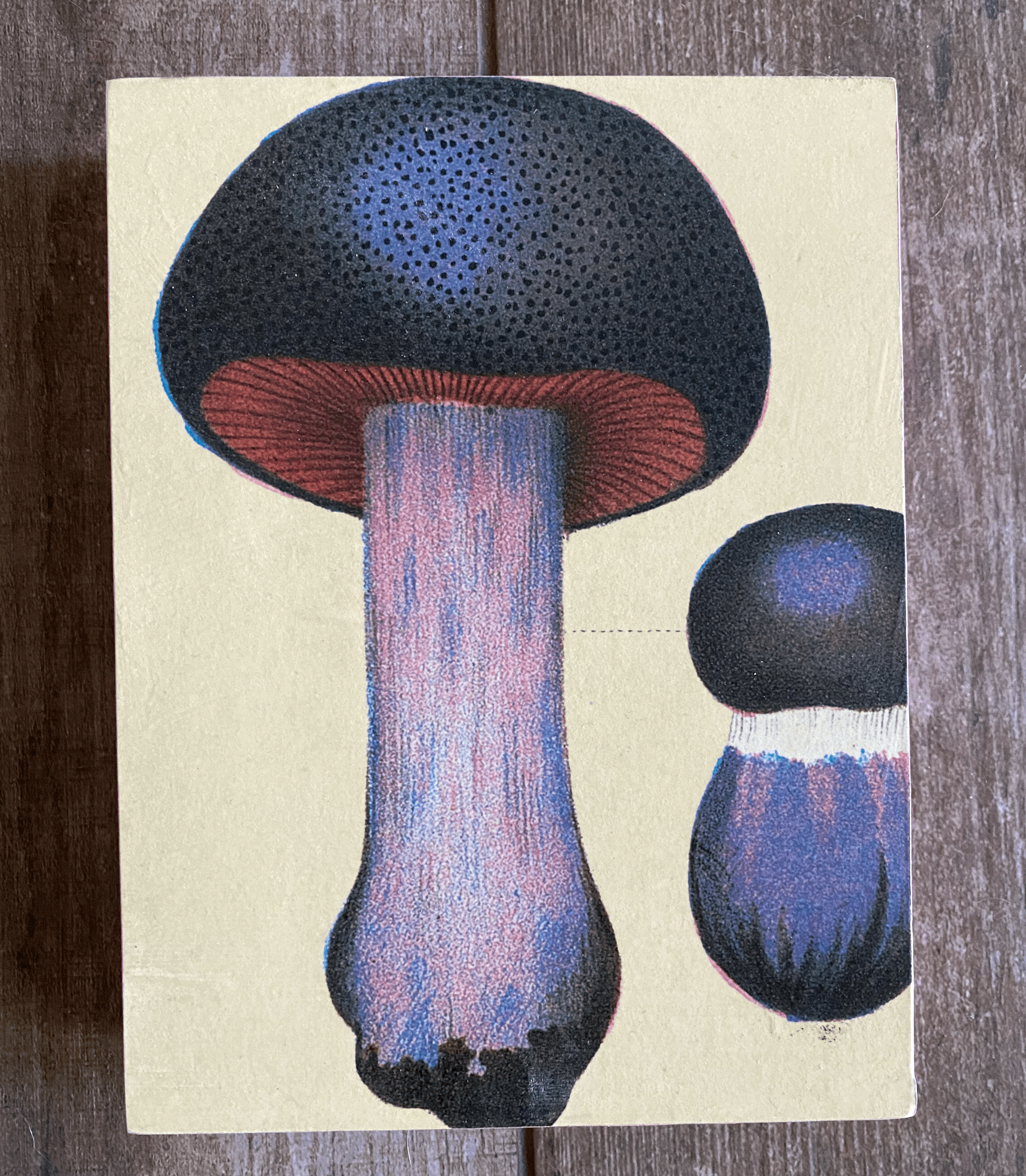 Mushroom Violaceus 8"x 6"