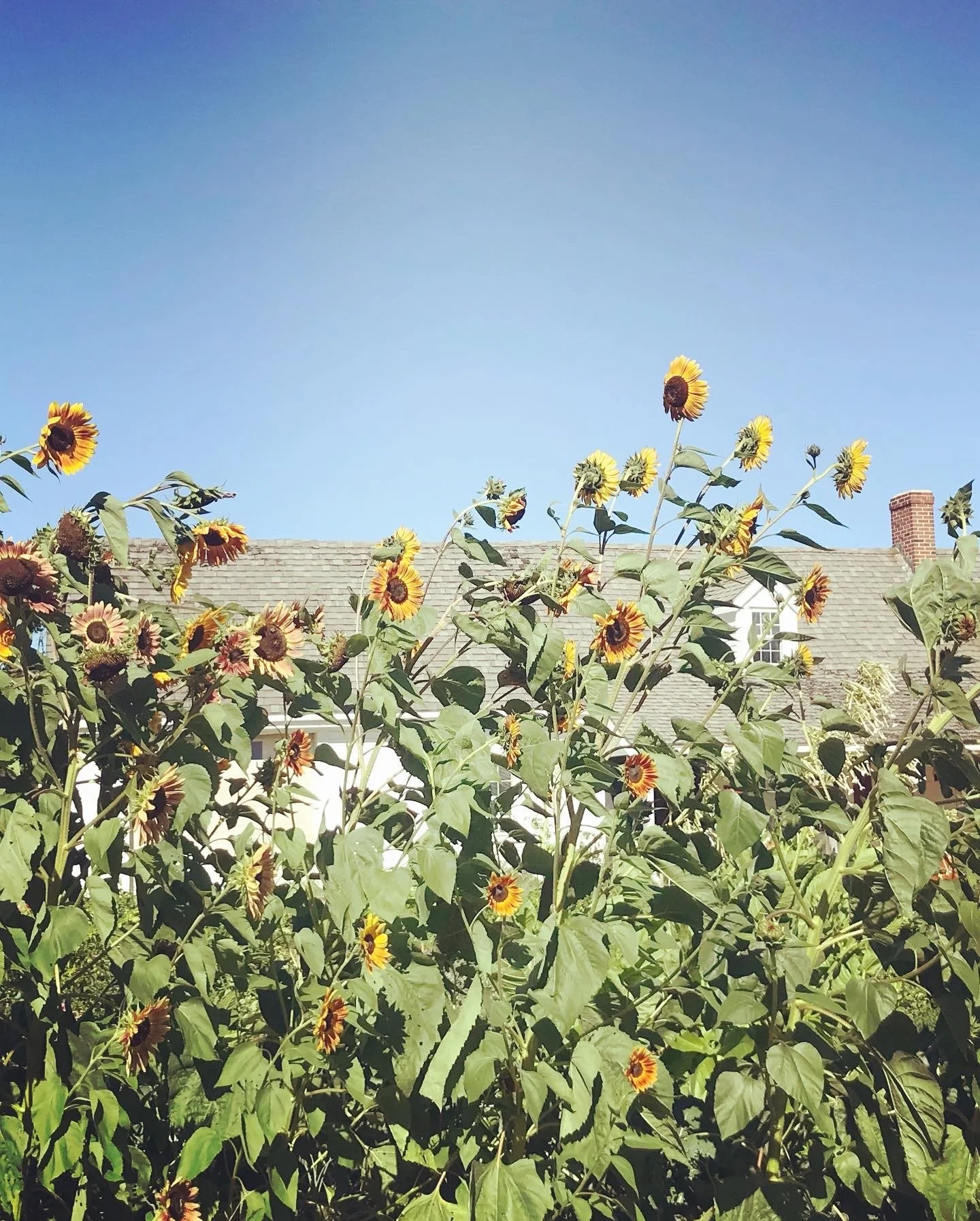 Half Size Seasonal CSA Share