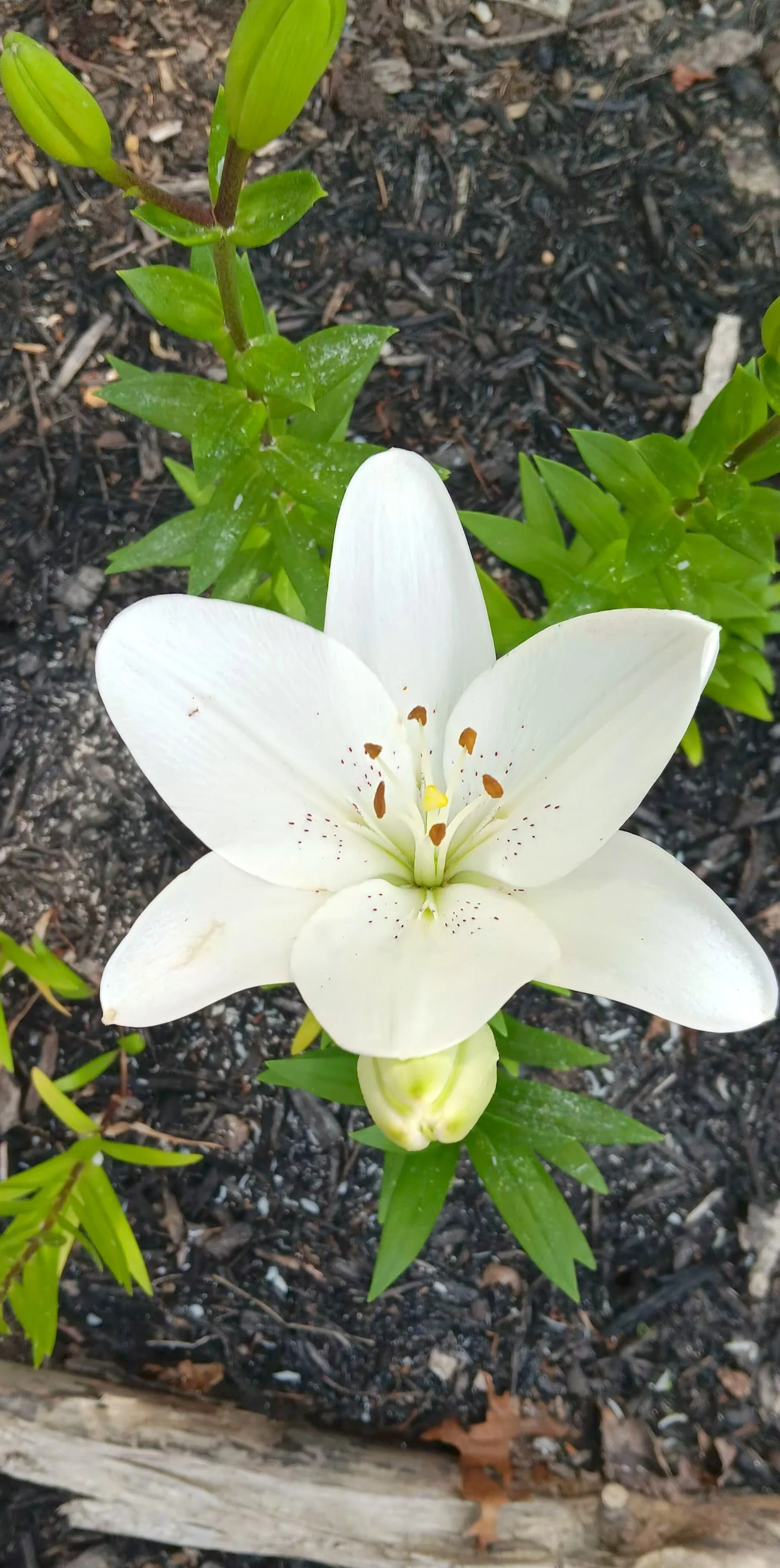 Close-up of a blooming white lily flower with green leaves, set in a garden bed with soil and mulch.