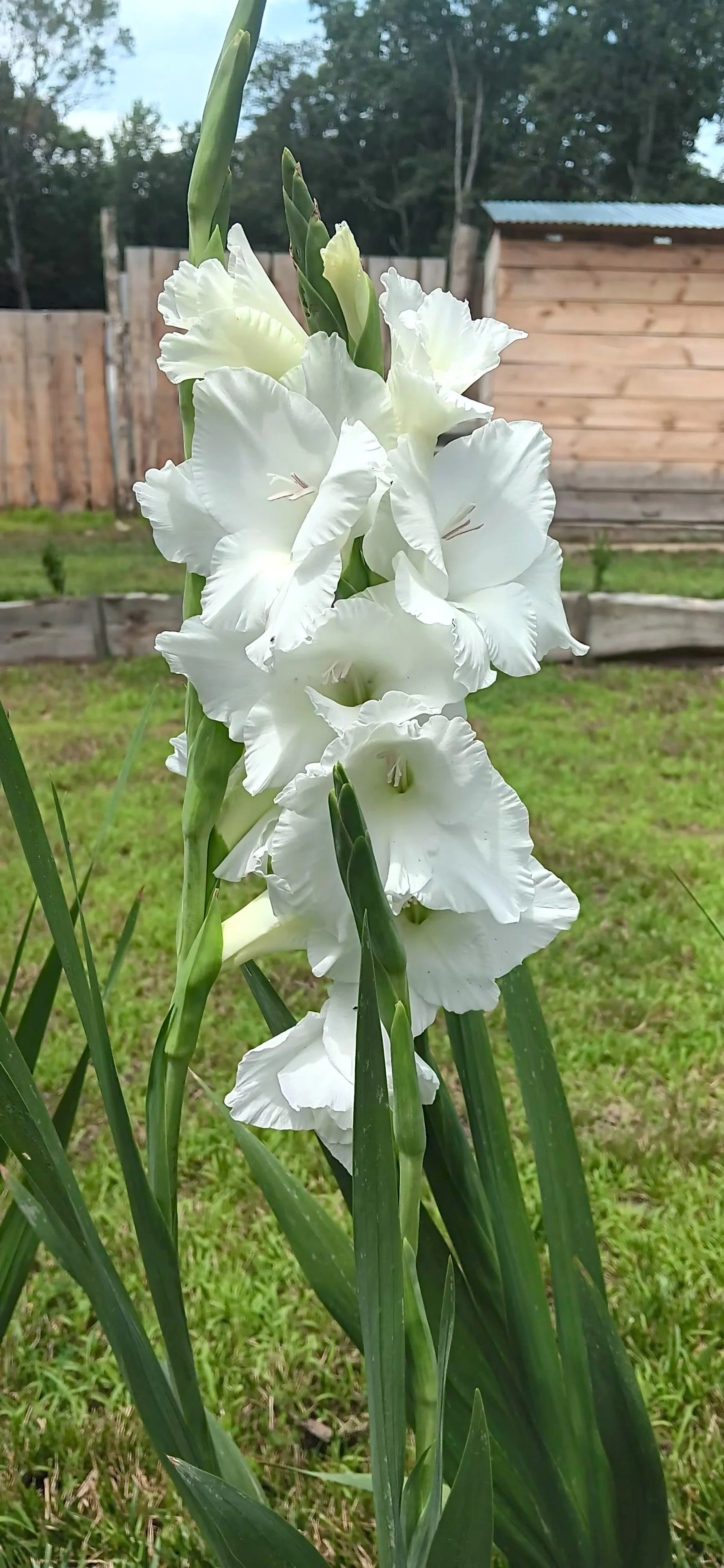 A tall white gladiolus flower with multiple blooms and green leaves in a garden with a grassy yard, a wooden fence, and a shed in the background.