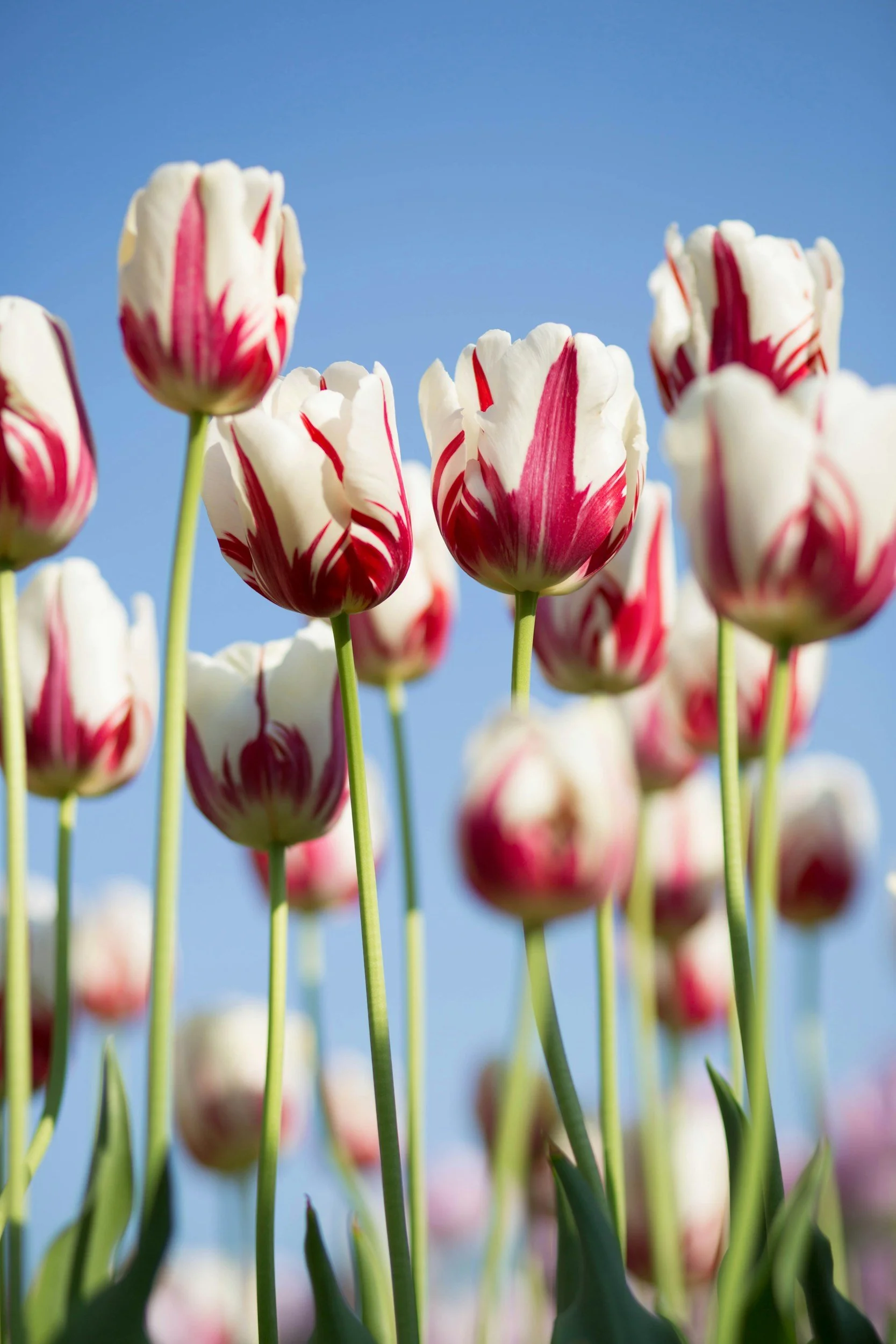 Red and white tulips against a blue sky