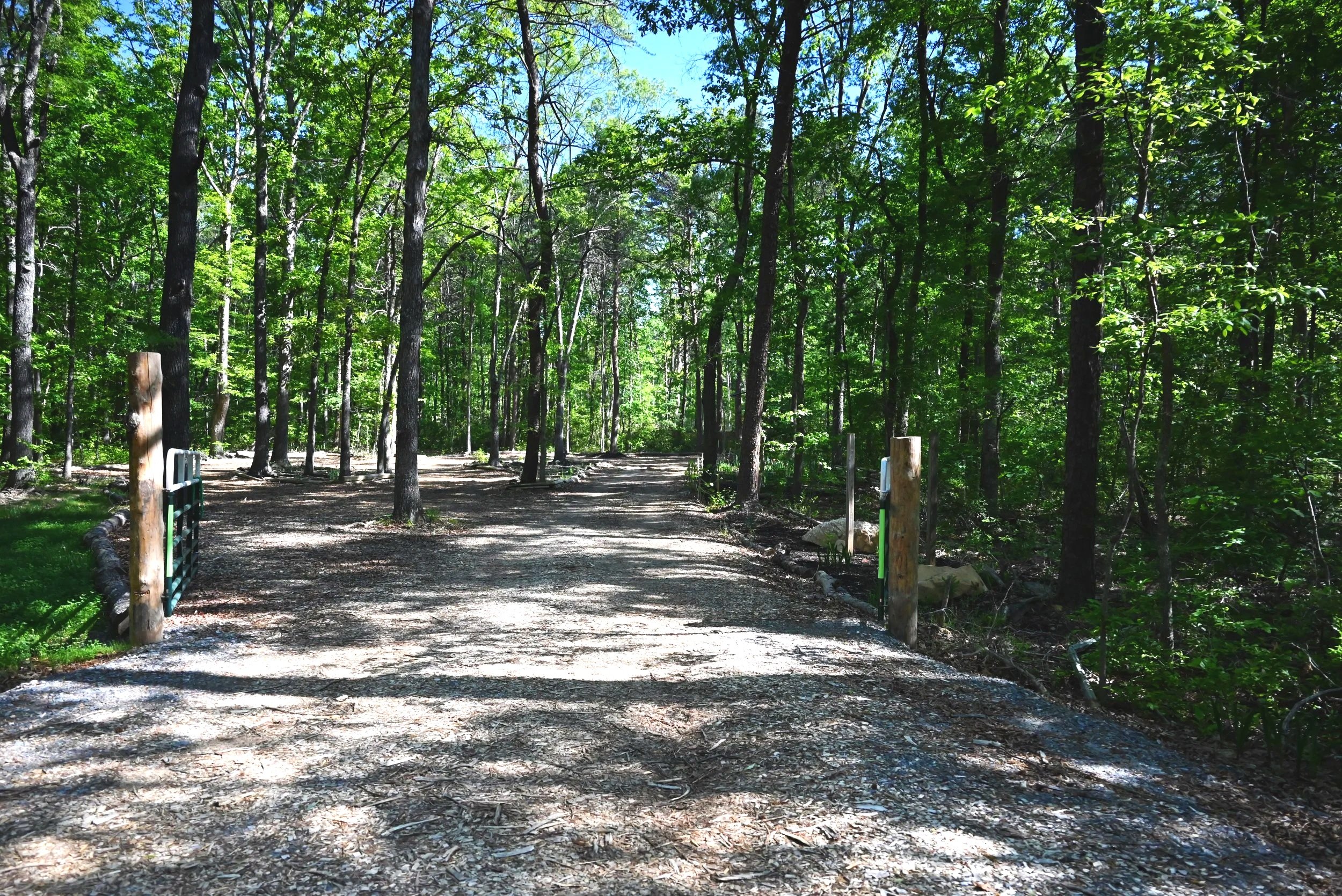 A dirt road in a forest with tall green trees and a clear blue sky overhead.