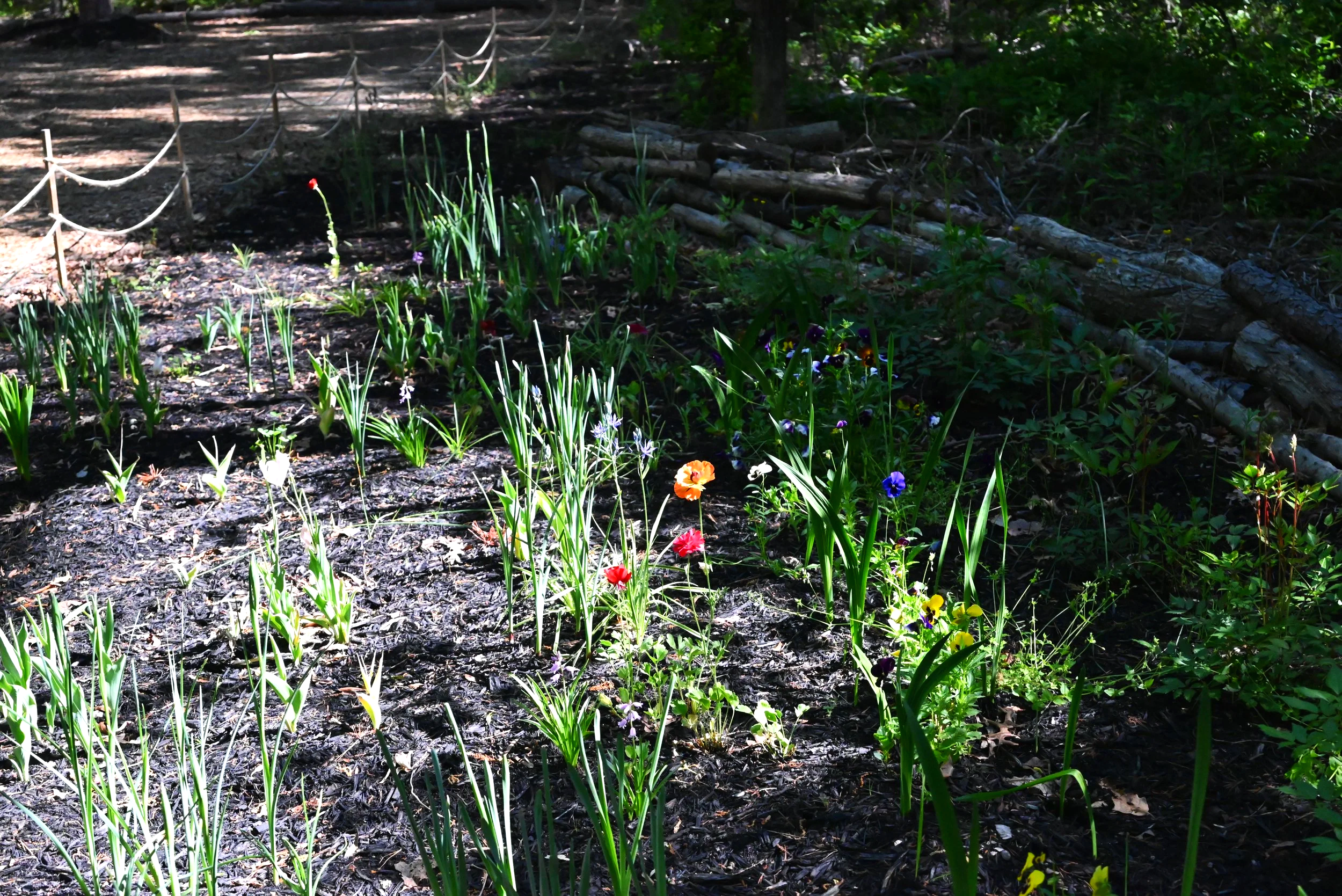 A forest floor with green plants, colorful flowers, fallen tree branches, and a dirt path bordered by a small rope fence.