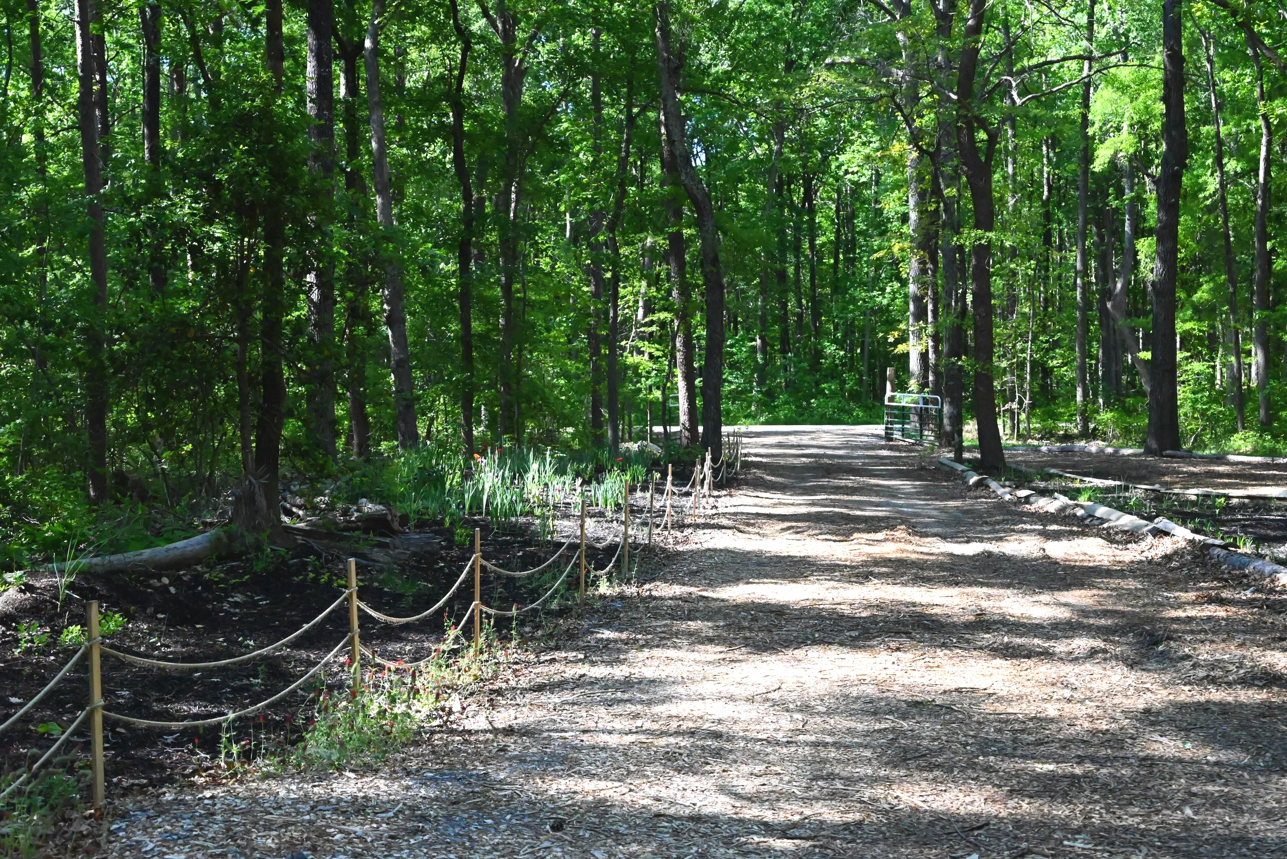 A forest drive surrounded by tall green trees with sunlight filtering through the leaves.