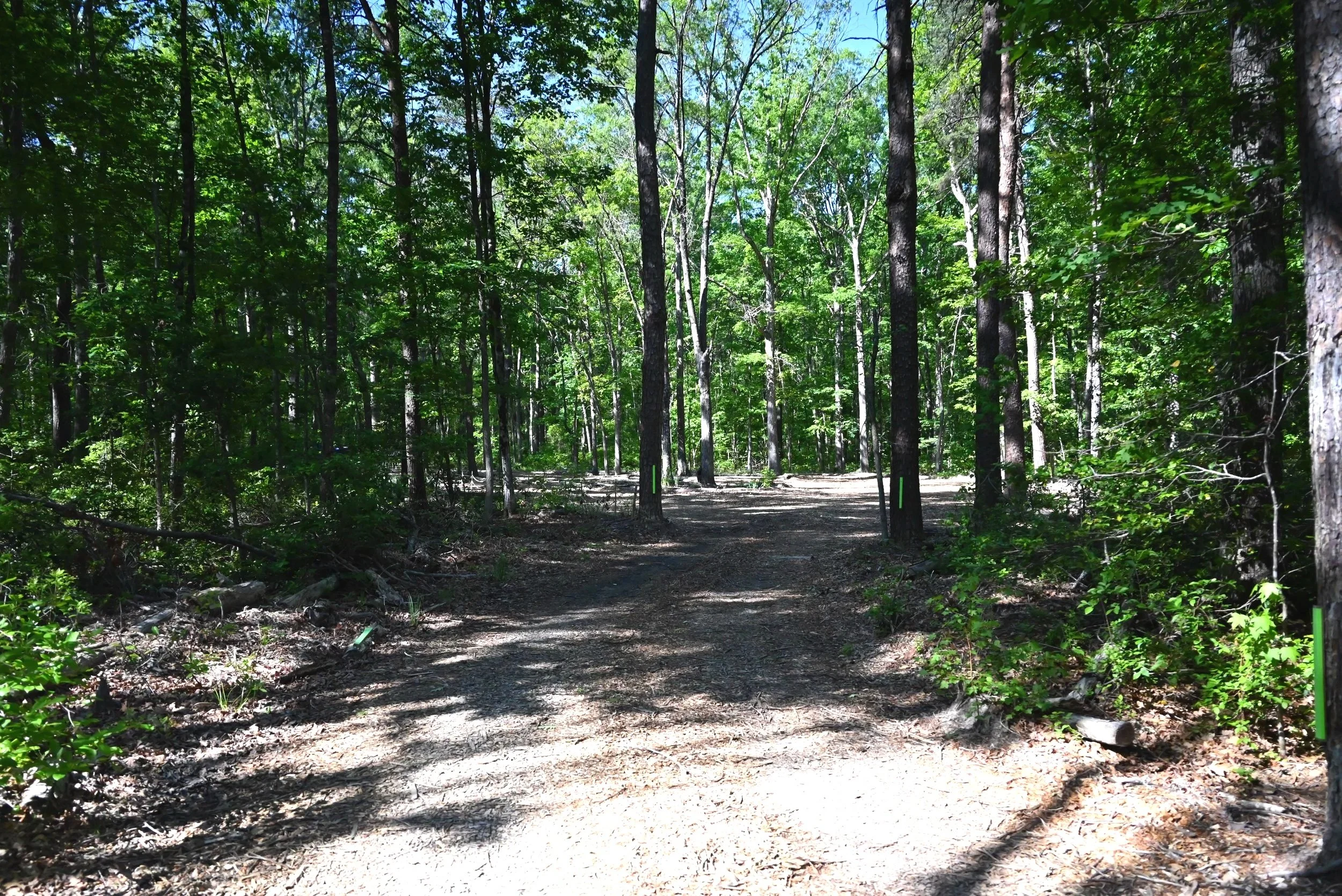 A dirt road in a dense green forest with tall trees and sunlight filtering through the leaves.