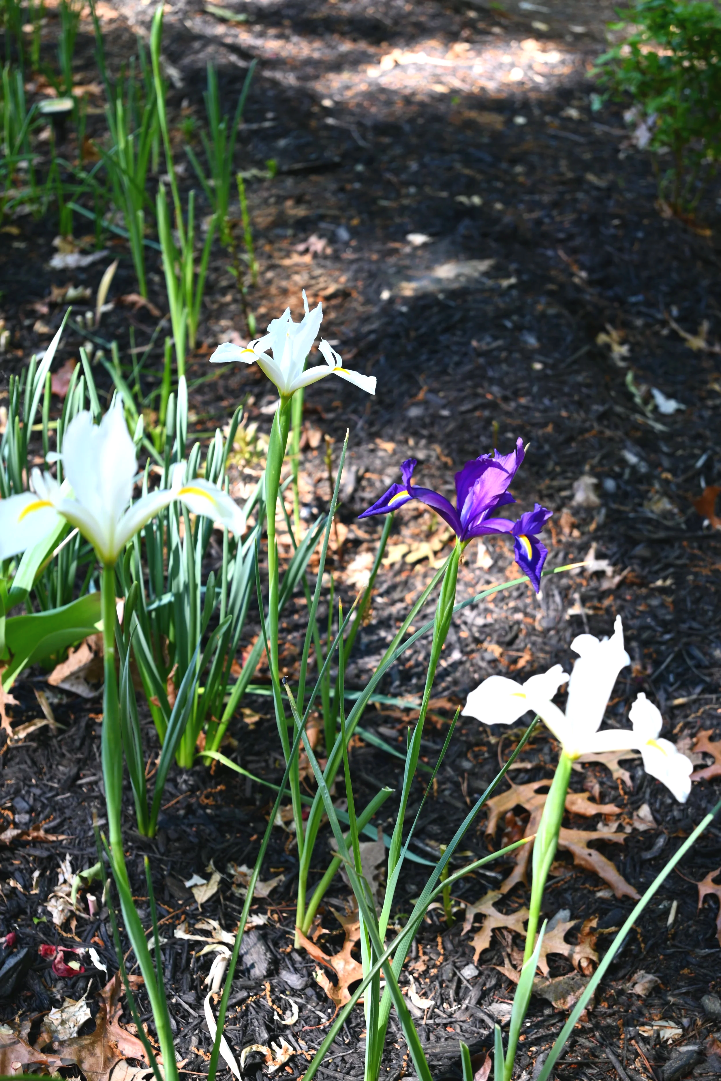 Colorful irises blooming in a garden bed with dark mulch, green leaves, and sunlight filtering through surrounding foliage.