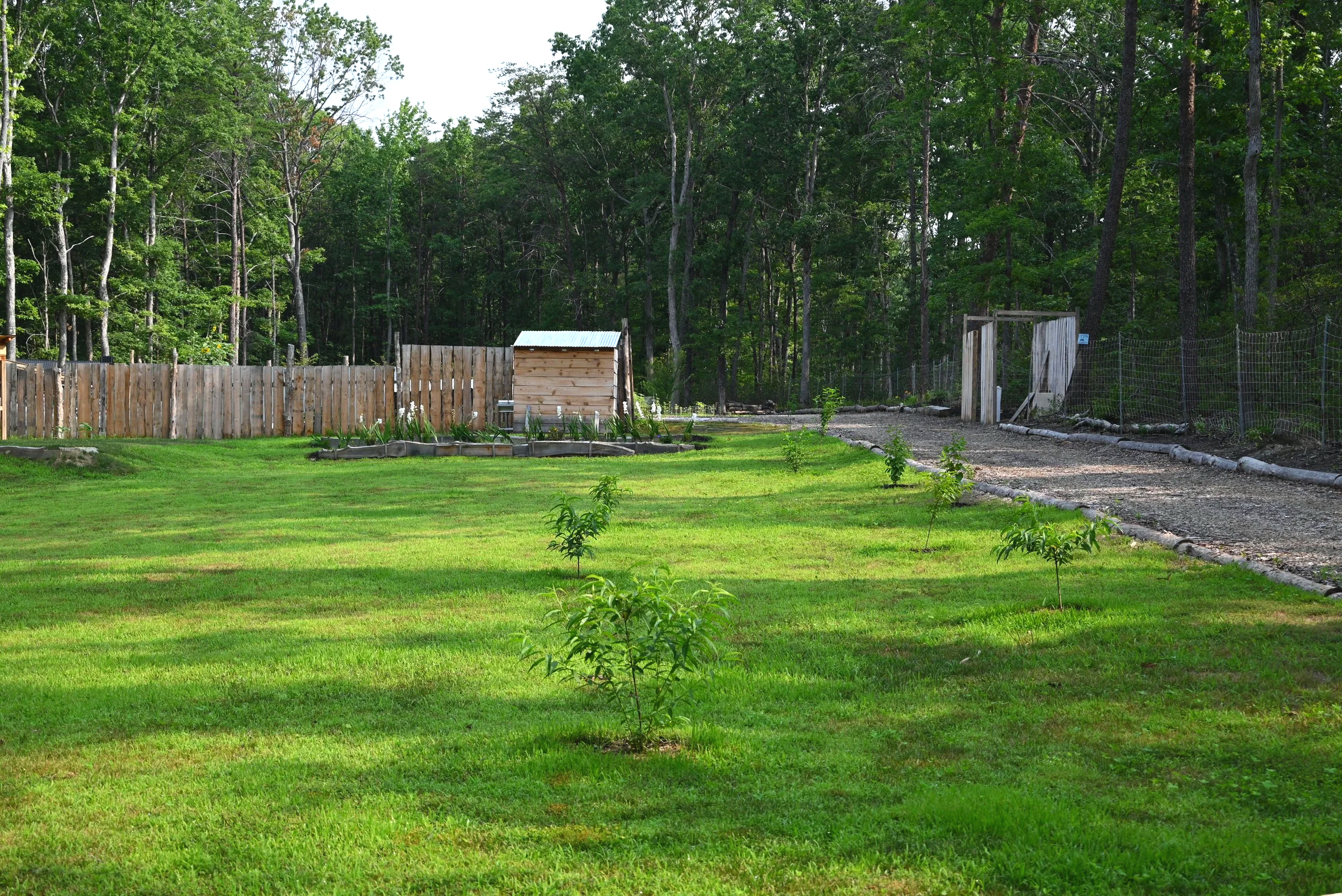 A backyard yard with a green grassy lawn, small young trees, a wooden fence, a garden bed, and a dirt pathway leading into a wooded area with tall trees in the background.