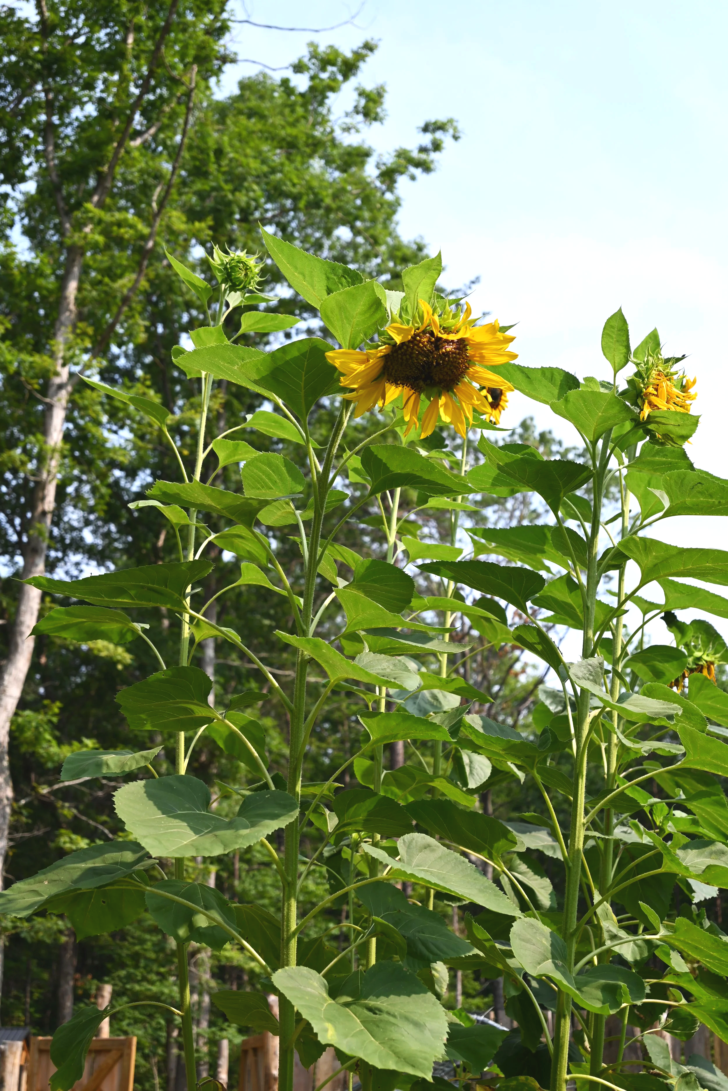 Tall sunflower plants with bright yellow blooms, some still in bud, in an outdoor garden area with trees and a wooden fence visible in the background.