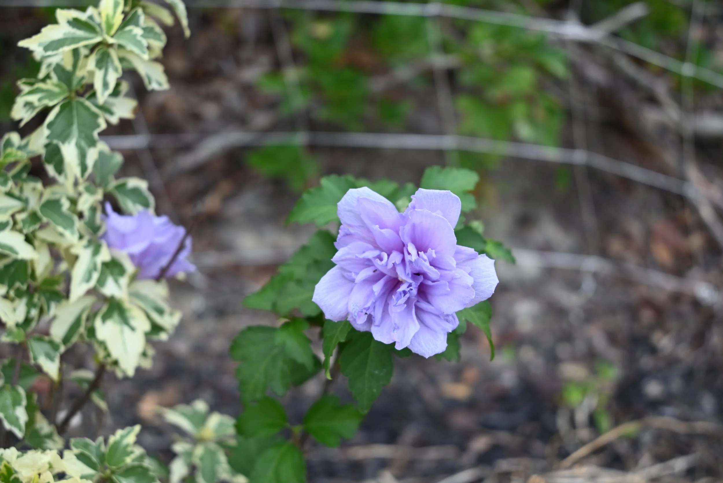 A purple flower with multiple petals blooming on a green plant, with variegated leaves nearby.