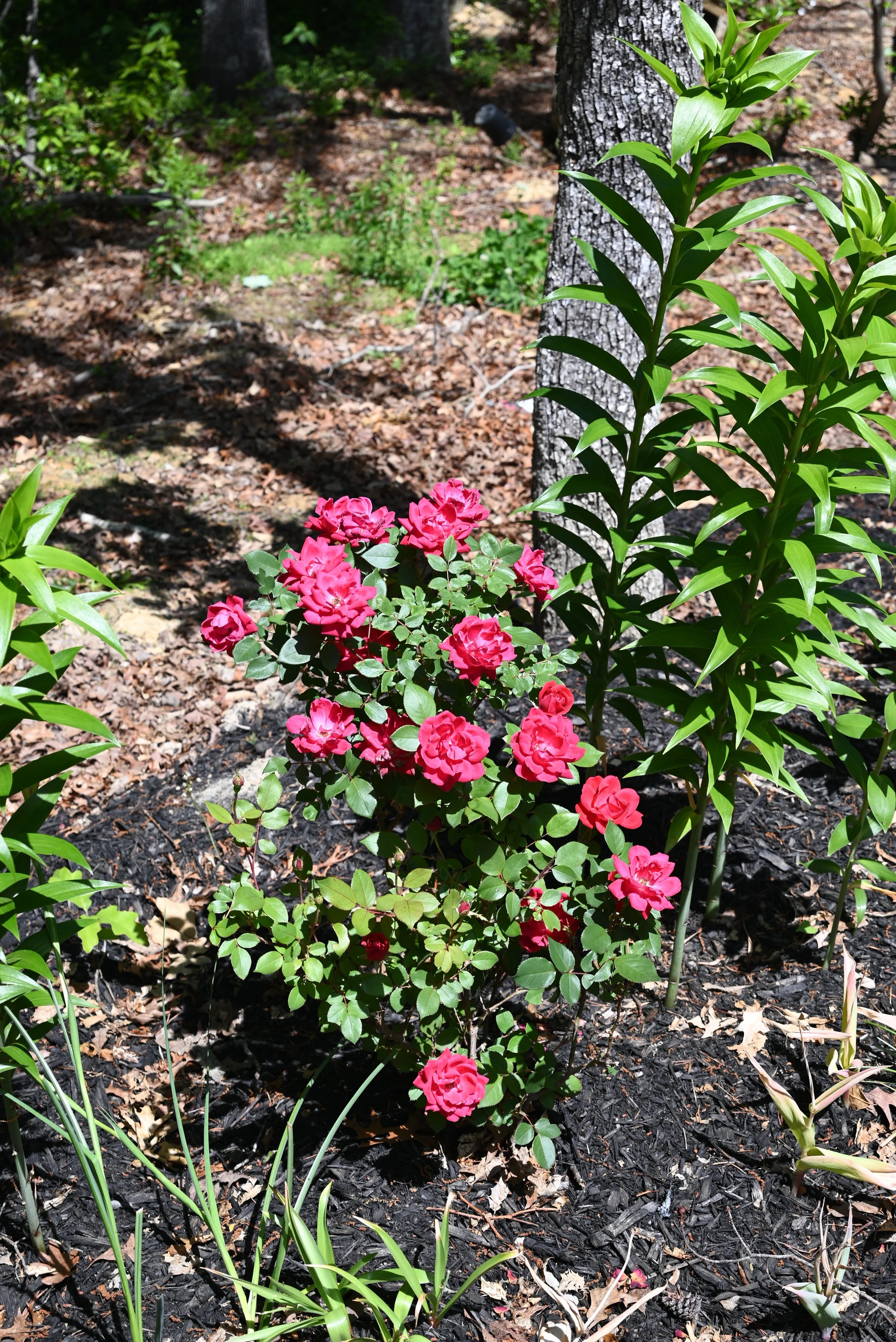 DSC_1005.JPG