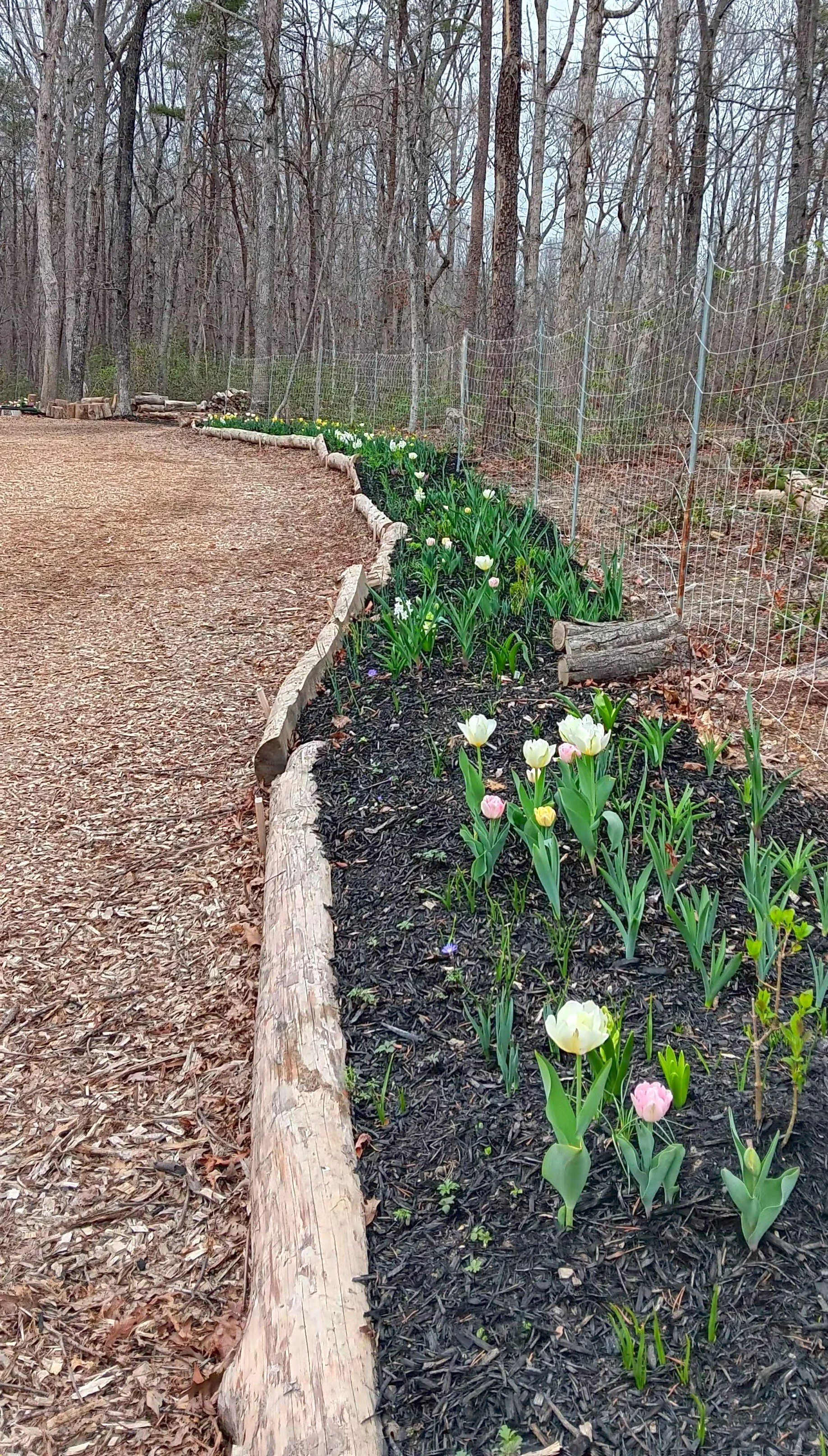 A garden bed with blooming tulips next to a gravel path, bordered by a log and a wire fence, with a wooded background.