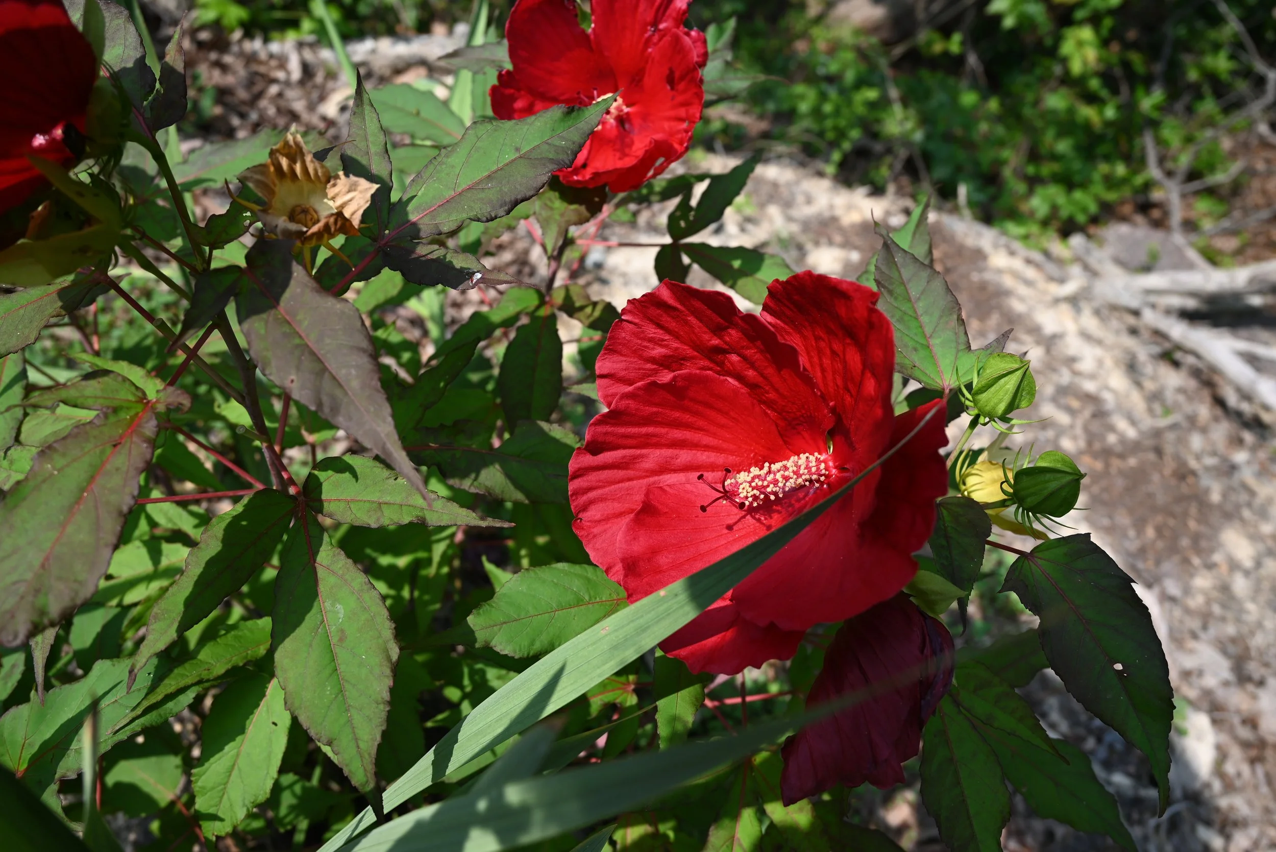 DSC_1044.JPG