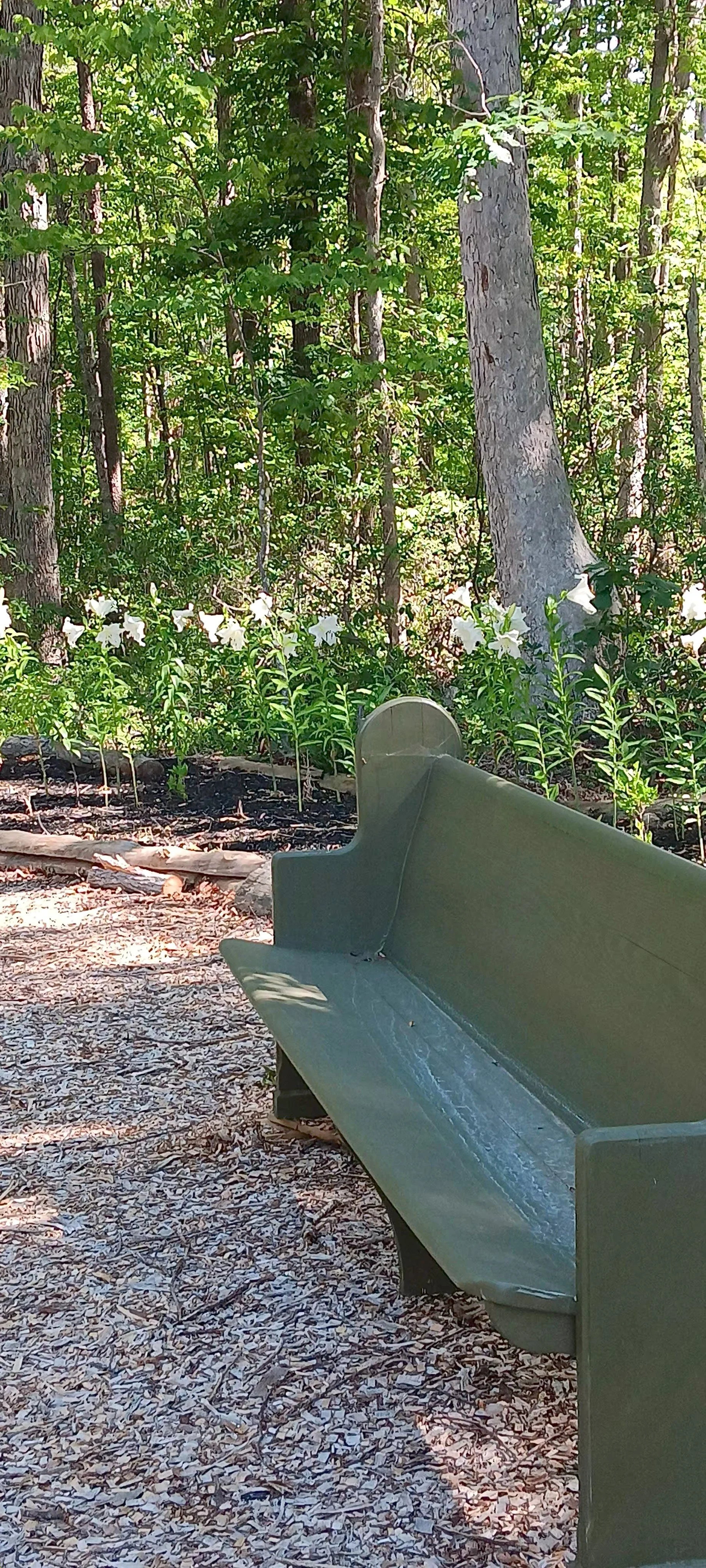 A green park bench in a wooded area with white flowers growing behind it.