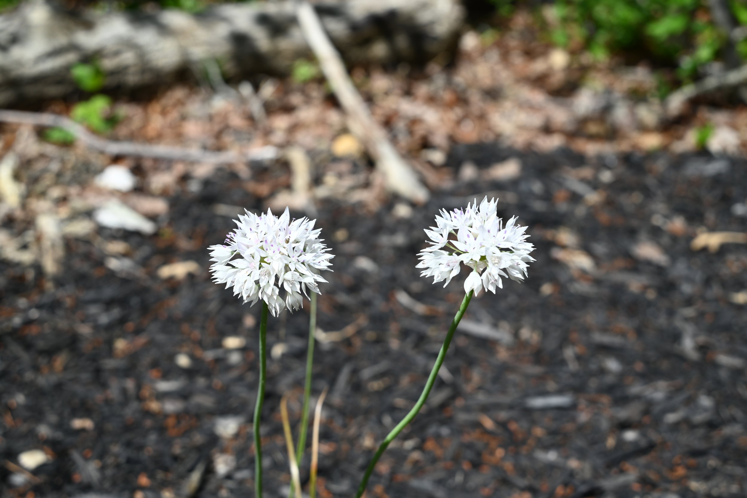 DSC_1011.JPG