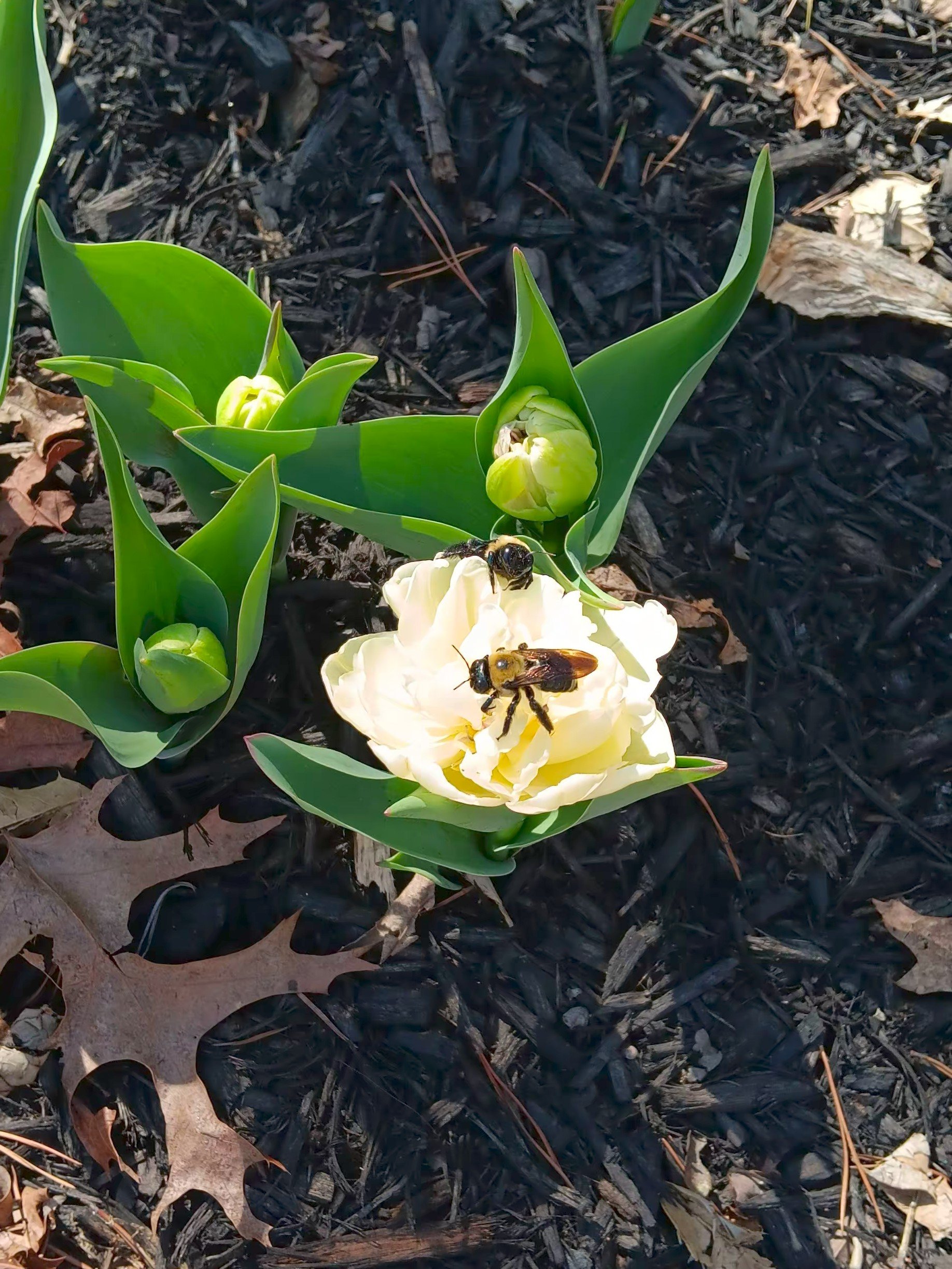 Yellow tulips with green leaves growing from dark mulch, with a bee on one of the tulips.
