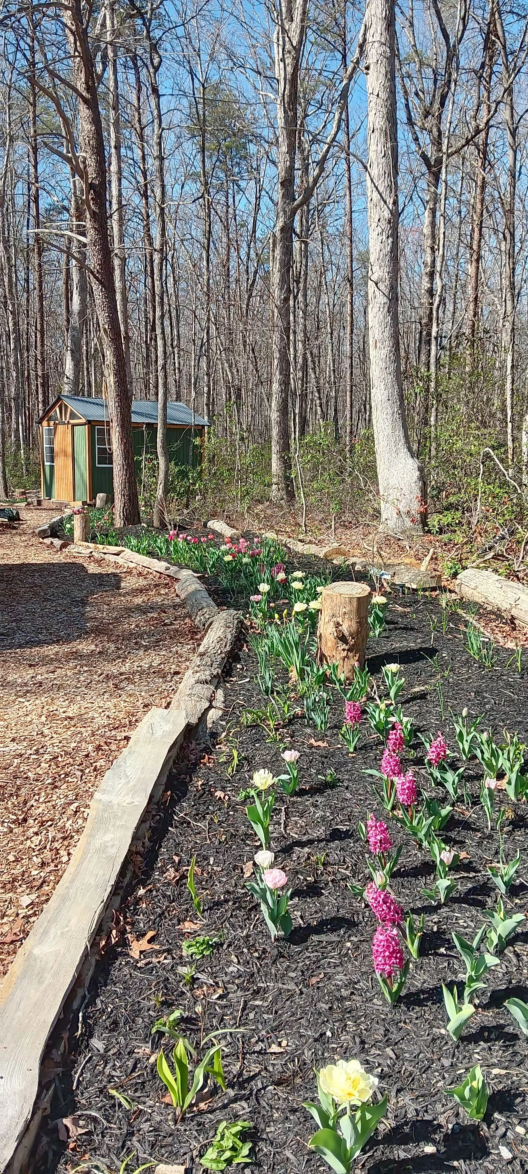 A garden with colorful tulips blooming along a black mulch bed, bordered by a curved wooden edge, with a small green shed in the woods and a trail of dirt or wood chips nearby, in a wooded area with tall trees and blue sky.