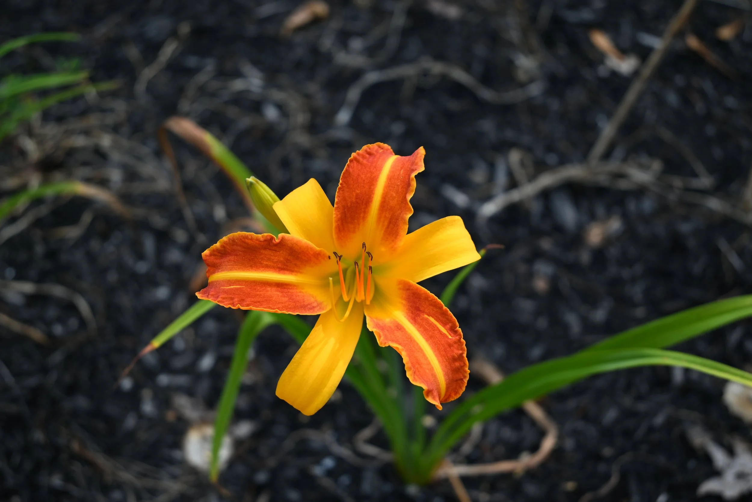 DSC_1043.JPG