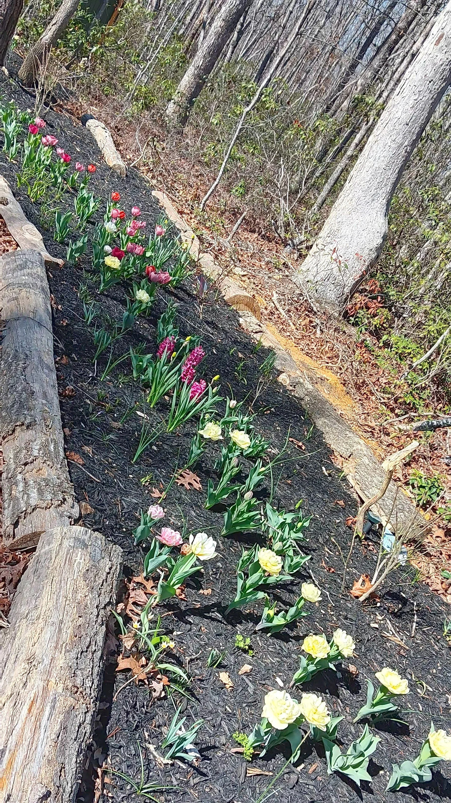 A garden bed with pink and yellow flowers along a wooden border, surrounded by trees and soil.