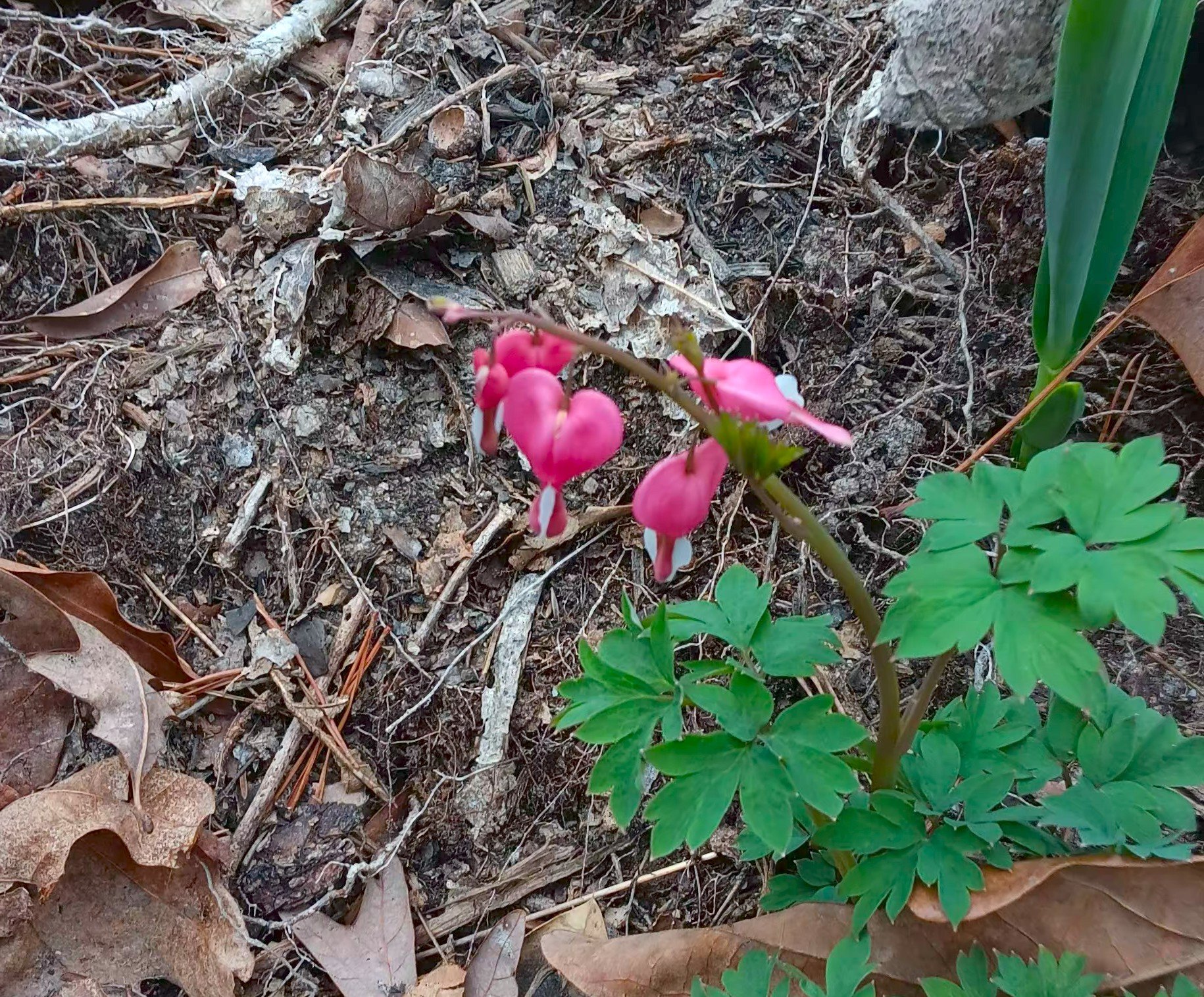 Close-up of a small pink bleeding heart flower with green leaves growing among fallen brown leaves, twigs, and soil in a natural outdoor setting.