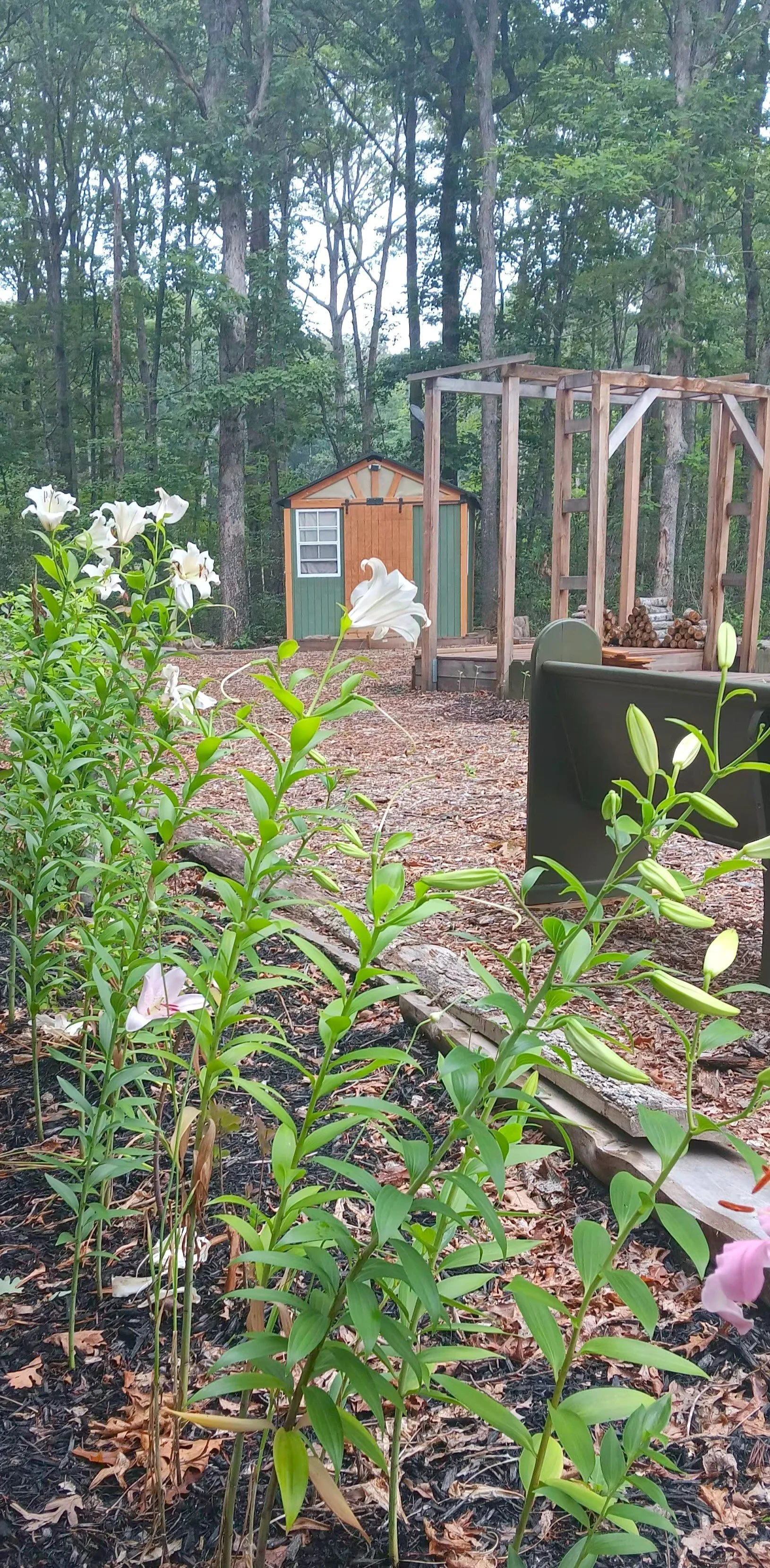 A garden with blooming white lilies in the foreground, a small green and orange shed in the background, and a wooden structure nearby, surrounded by trees.