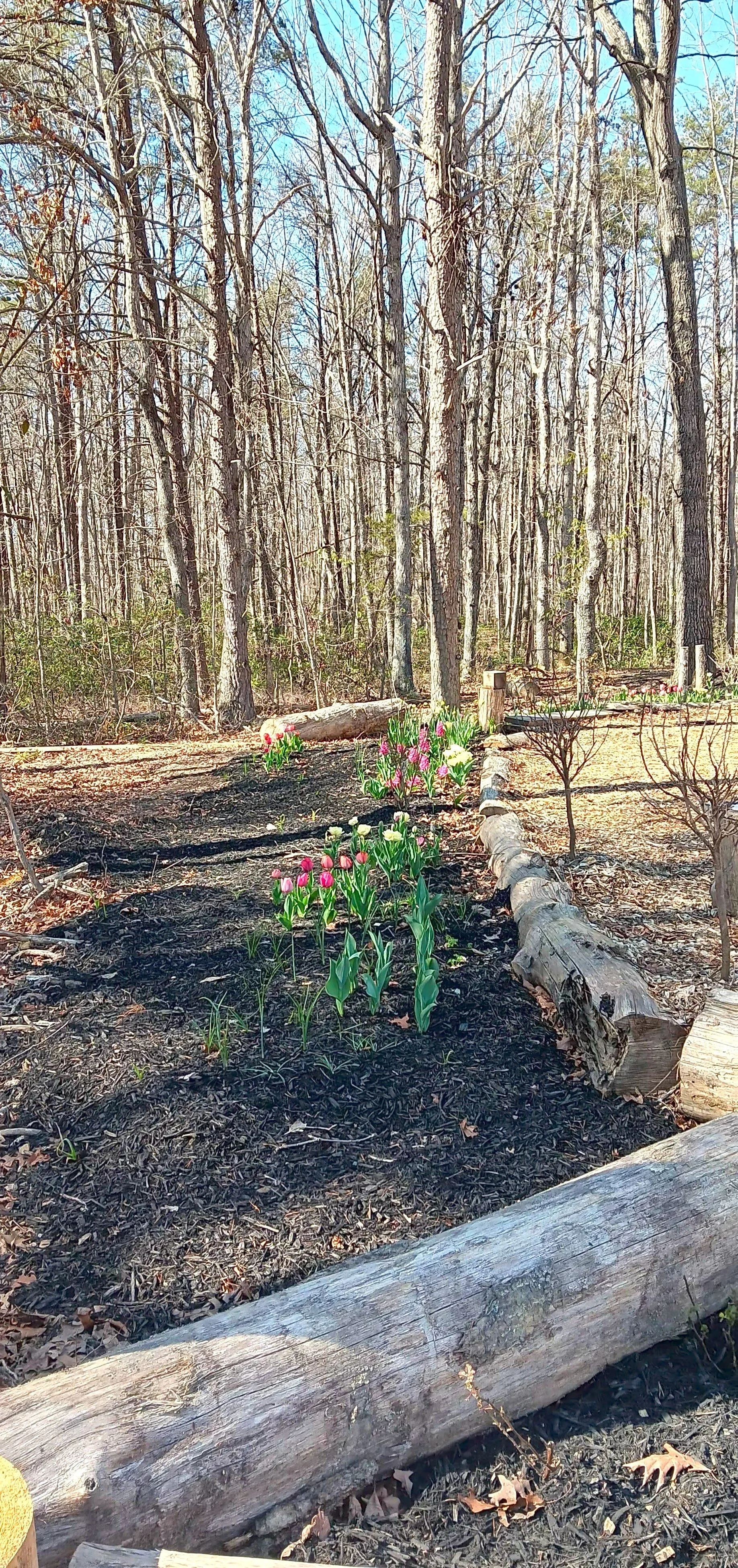 A wooded area with blooming pink and white tulips on a flower bed, fallen logs, and leafless trees in the background, under a clear blue sky.