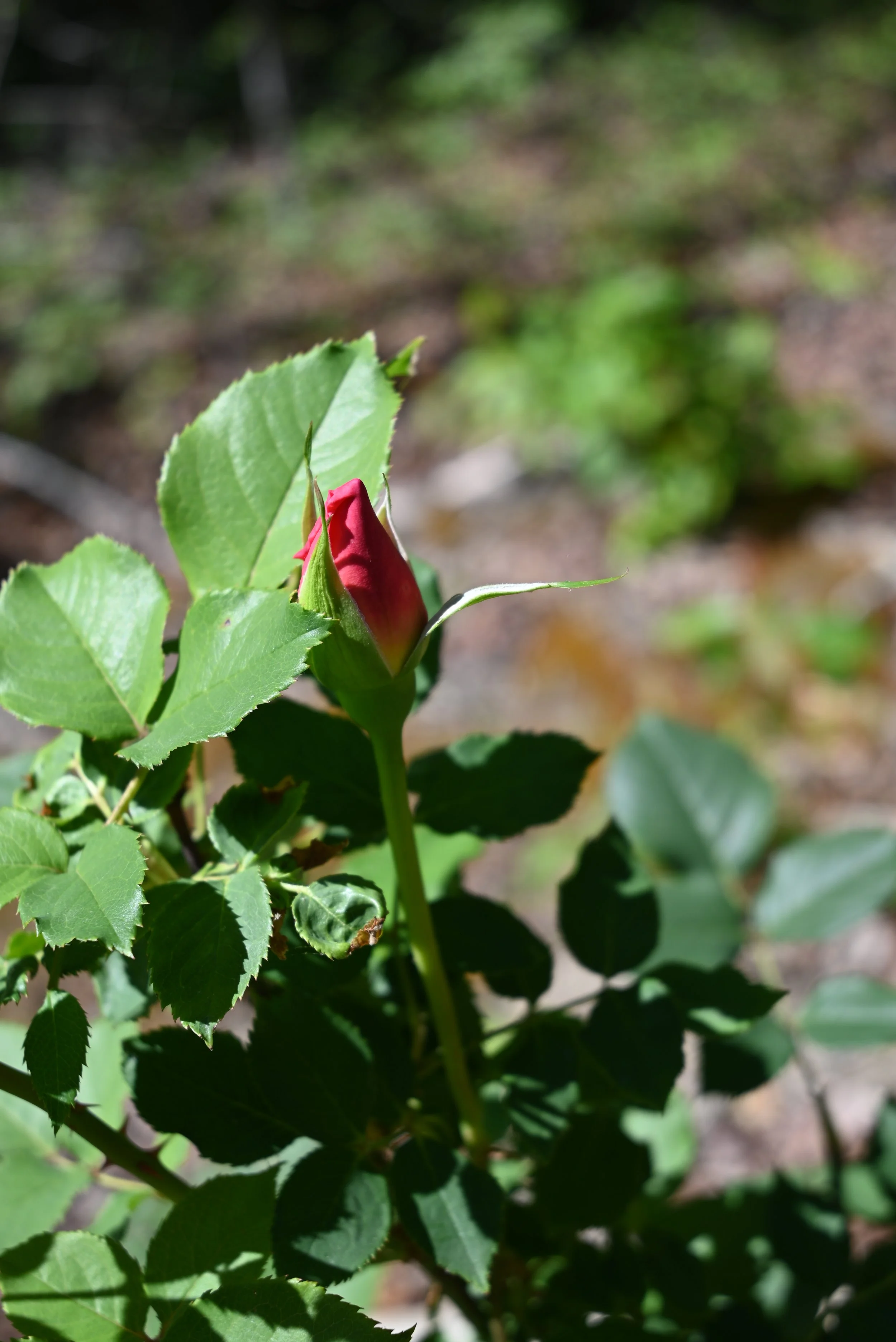 DSC_0969.JPG