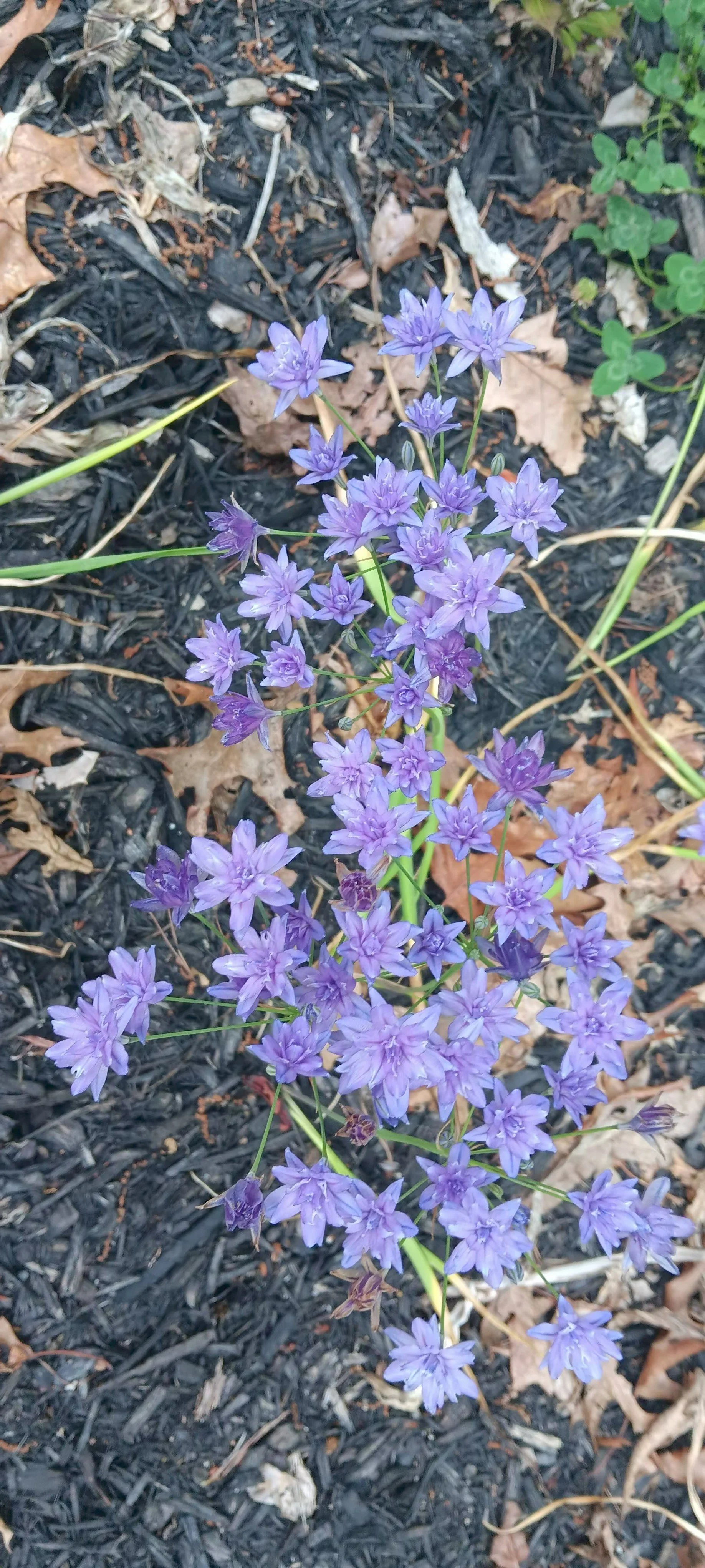 Purple flowering plant with small star-shaped flowers growing in a garden bed with dark mulch and some green leaves.