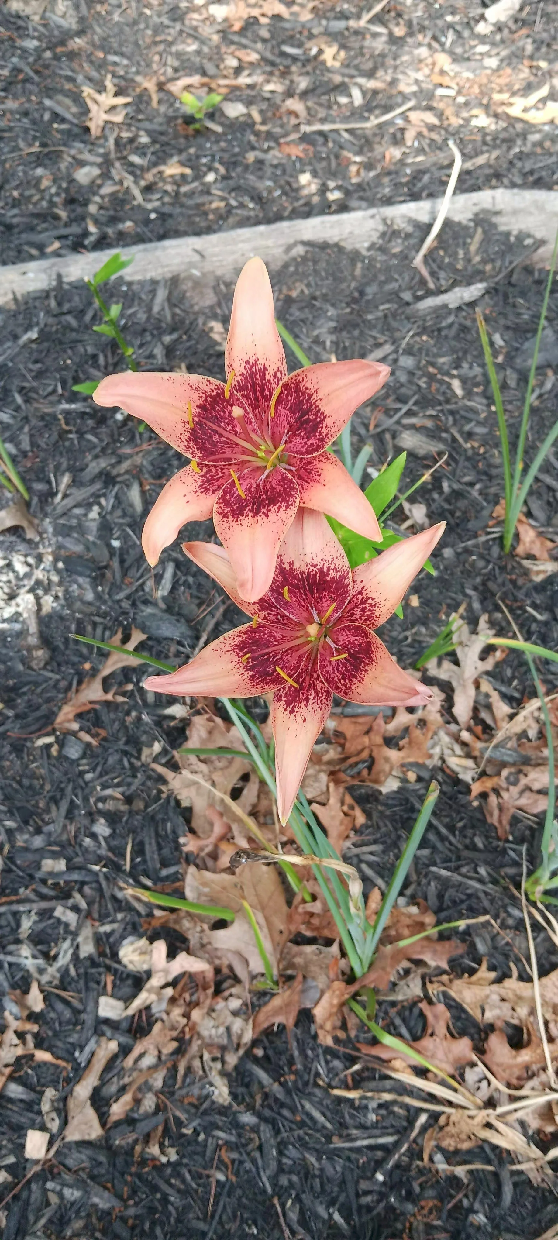 Two peach-colored lilies with red speckled petals growing in a garden bed with mulch and small green leaves.