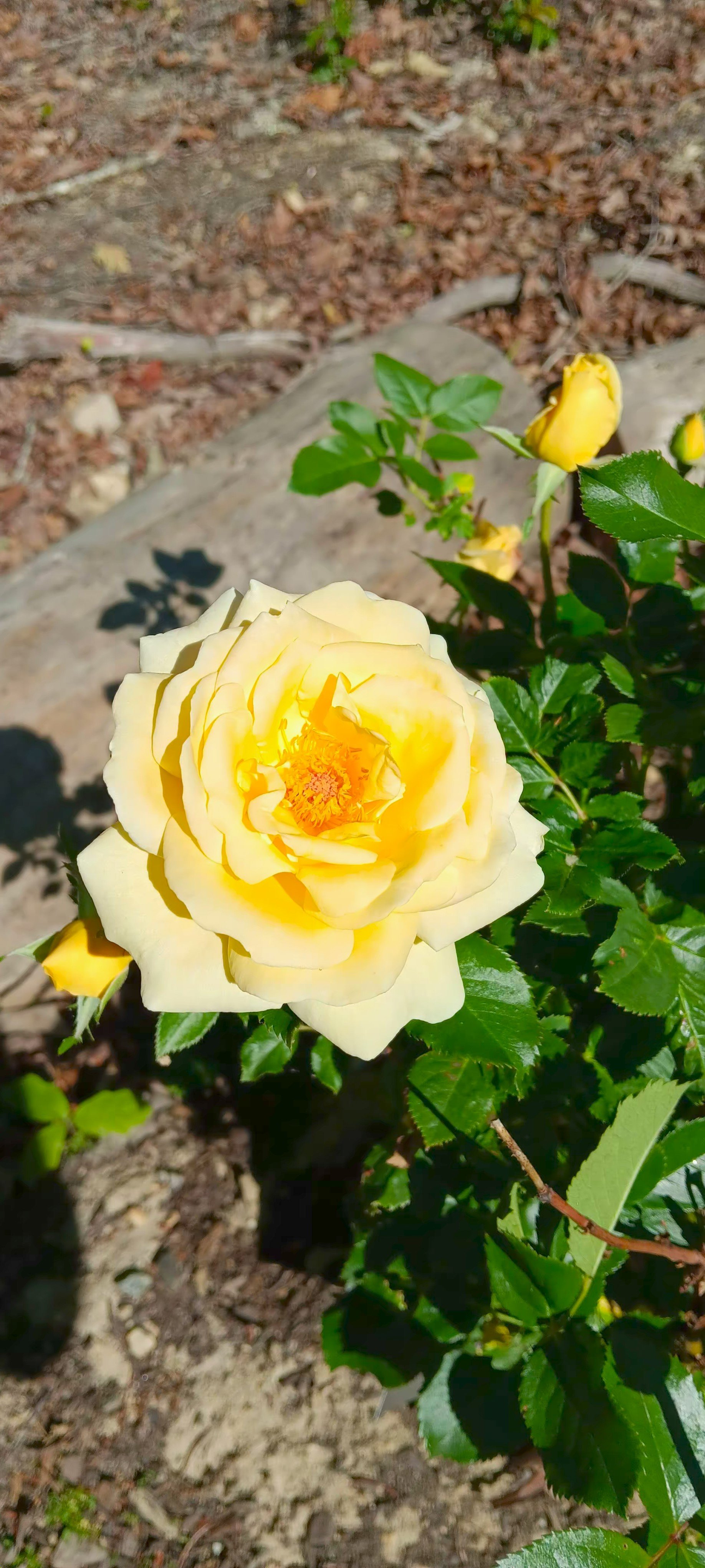 Close-up of a blooming yellow rose with green leaves against a background of soil and scattered leaves.