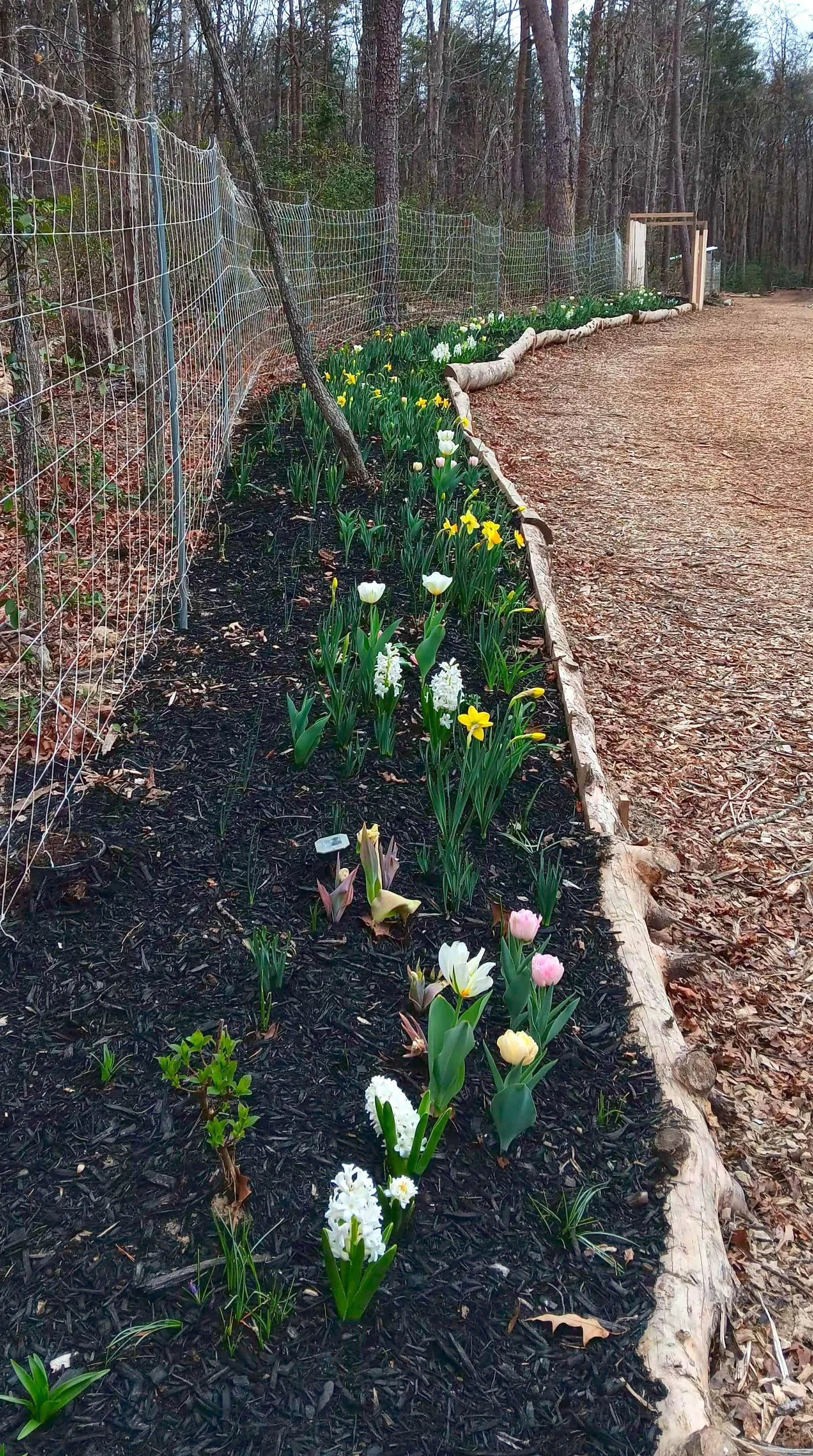 A garden bed with colorful spring flowers, including white, pink, and yellow tulips, bordering a wooded area with leafless trees, next to a dirt path and a wire fence.