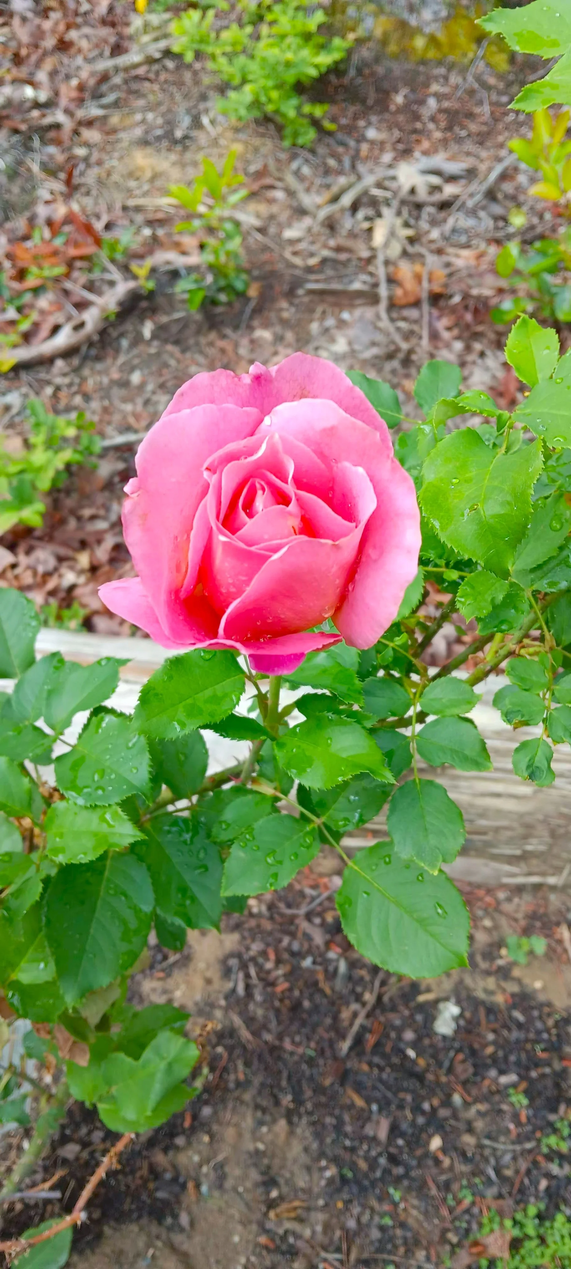 A pink rose with dew drops on its petals growing in a garden with green leaves and brown soil.