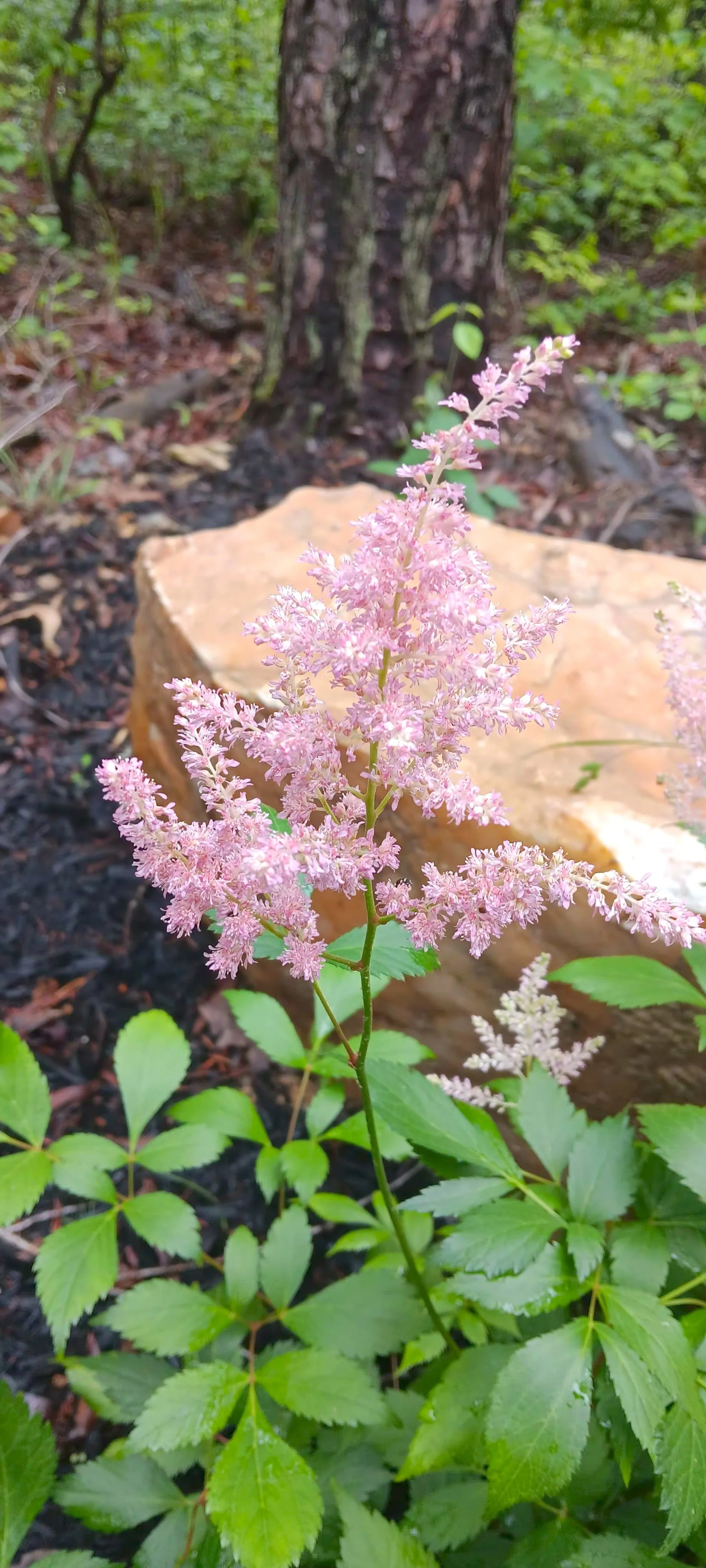 Pink flowering plant with green leaves in a garden, with a tree trunk and a large rock in the background.