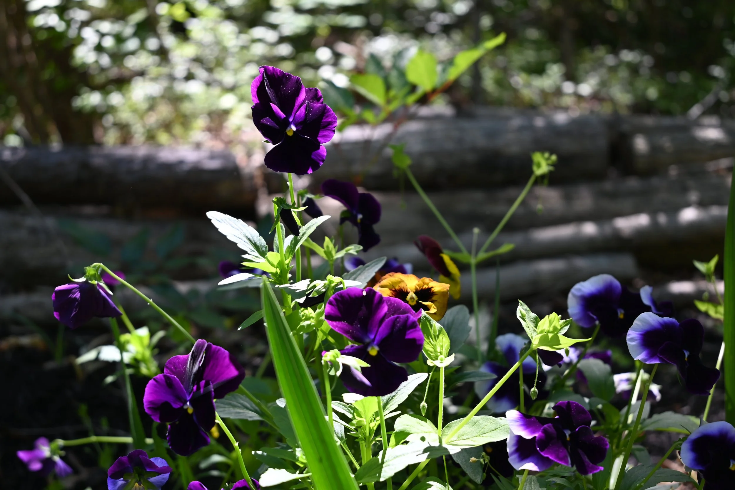DSC_0955.JPG