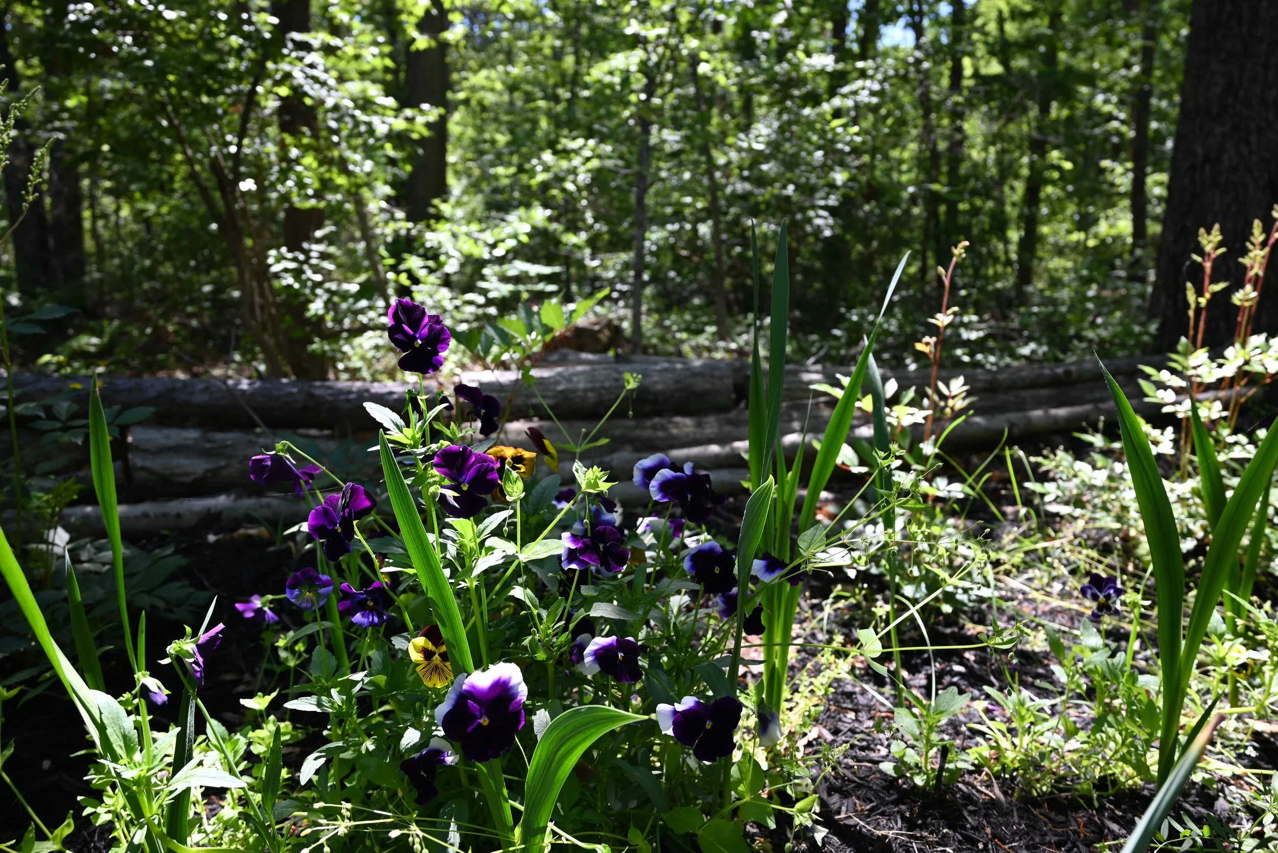DSC_0957.JPG