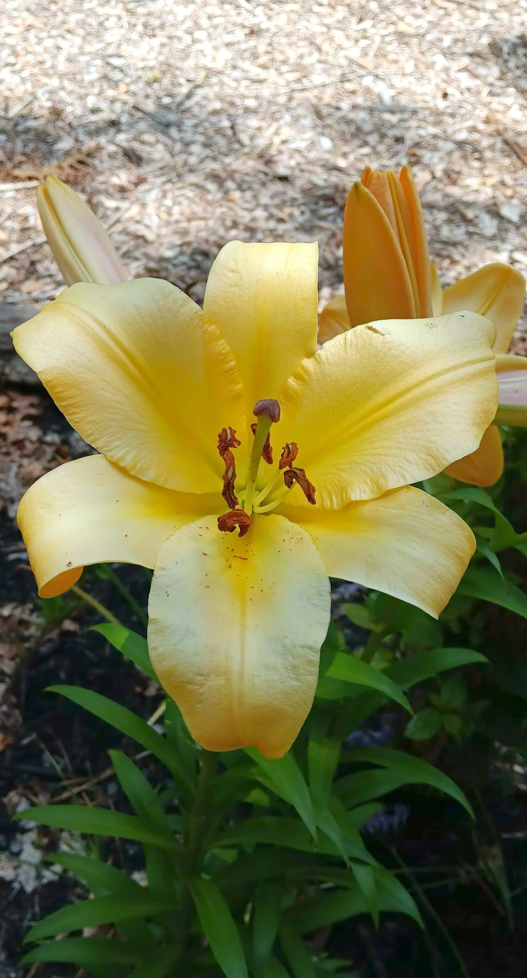 Close-up of a yellow lily flower with brown stamens in full bloom, with a blurred background of soil and other plants.