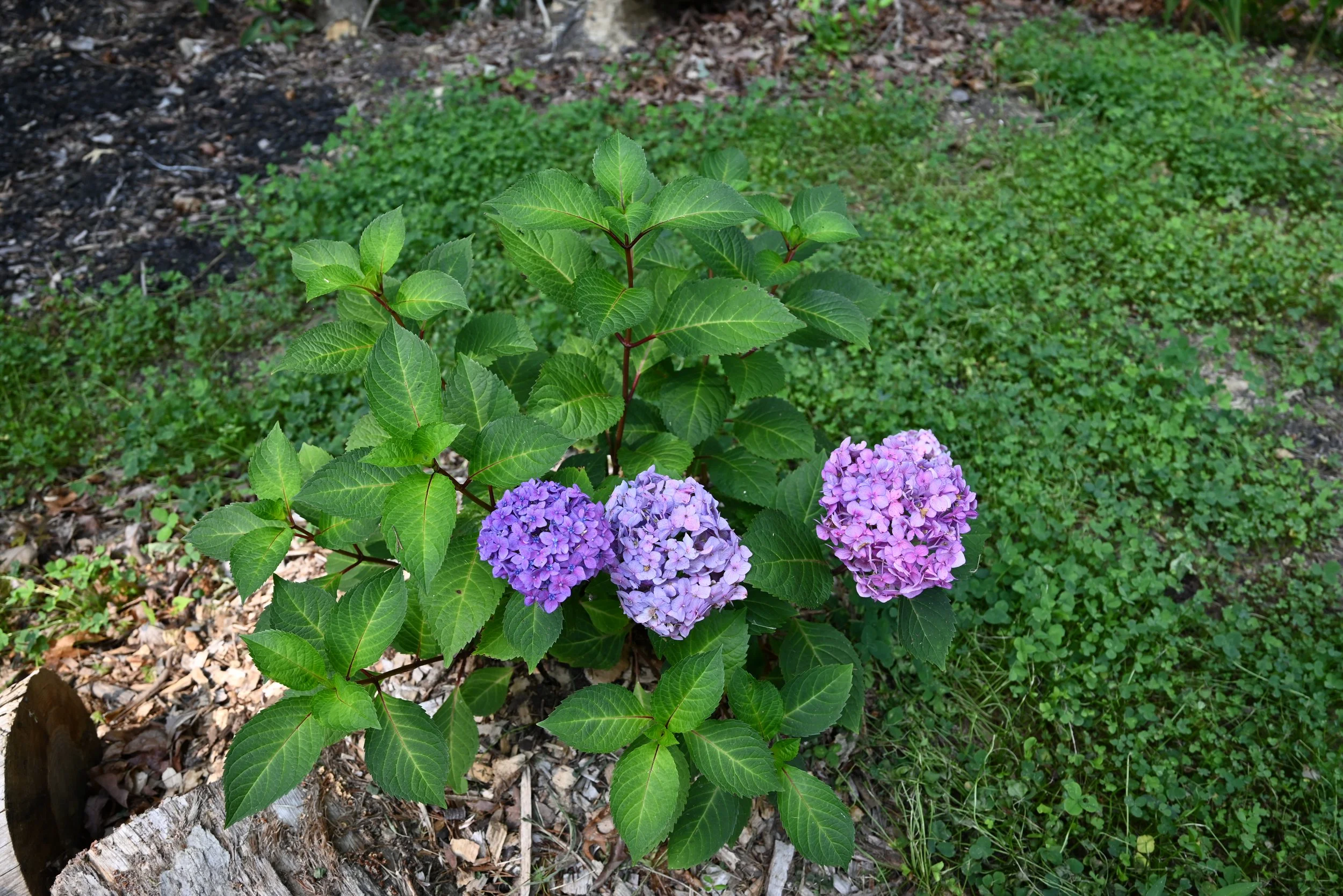 DSC_1046.JPG