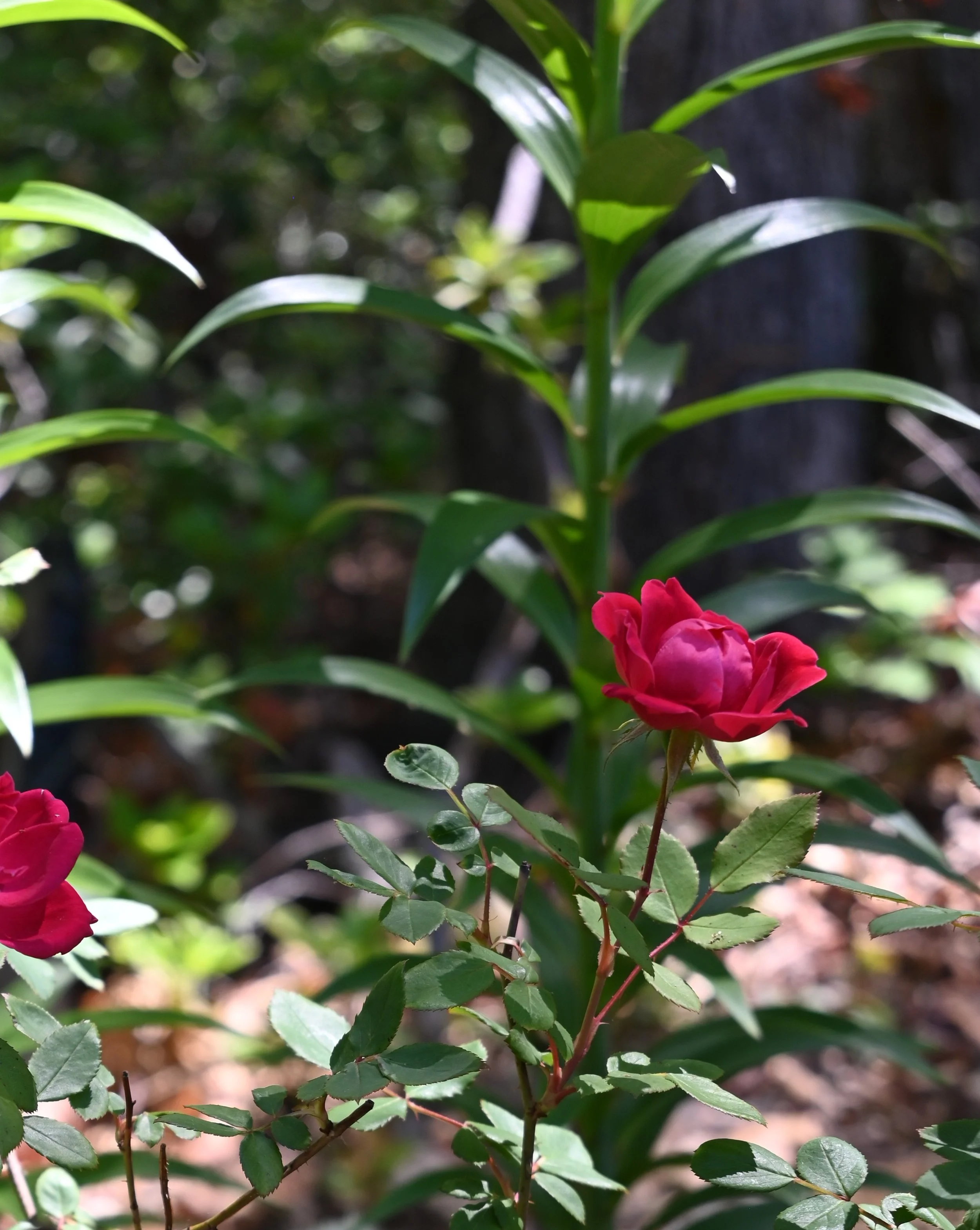 DSC_0991.JPG