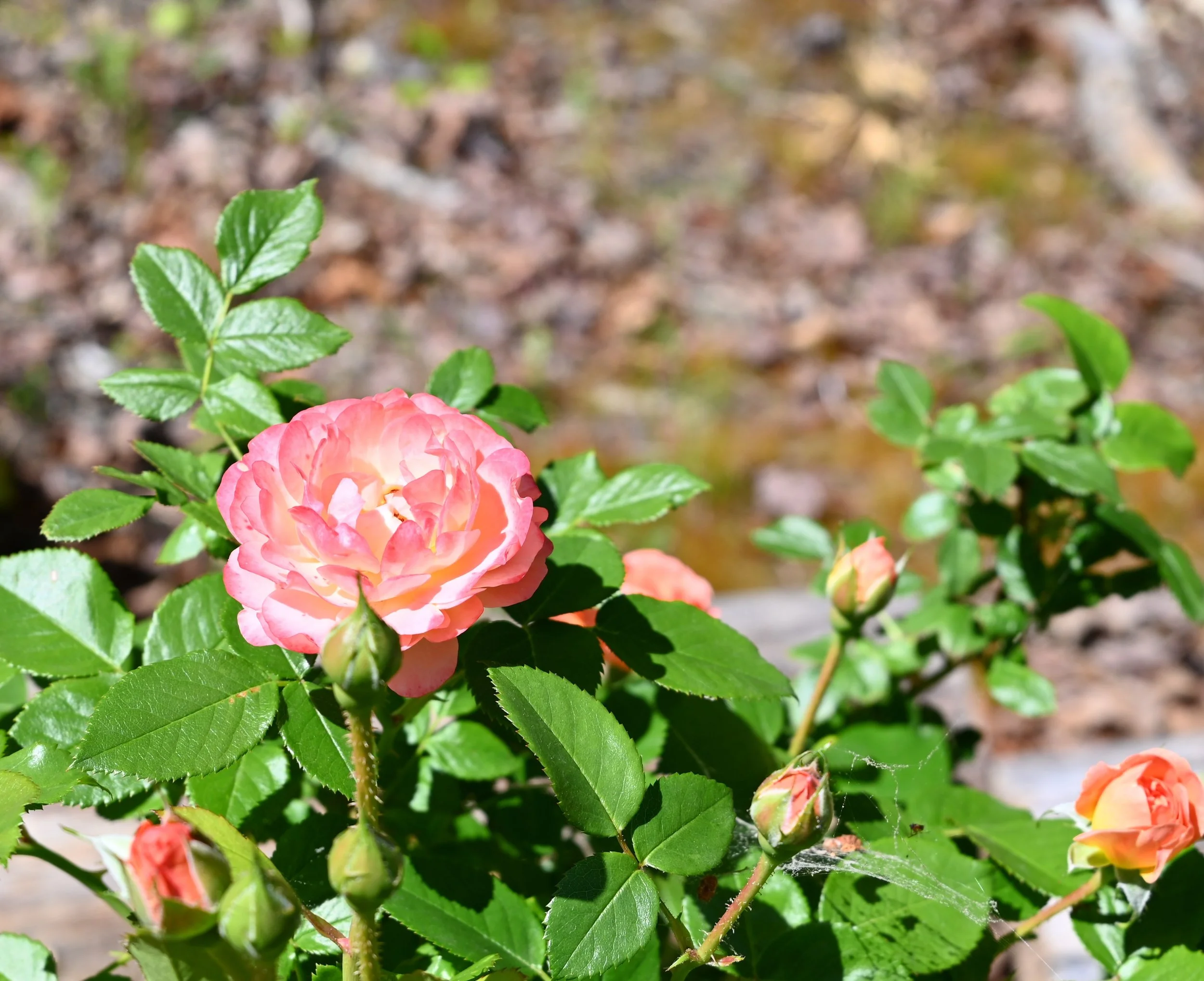 DSC_0967.JPG
