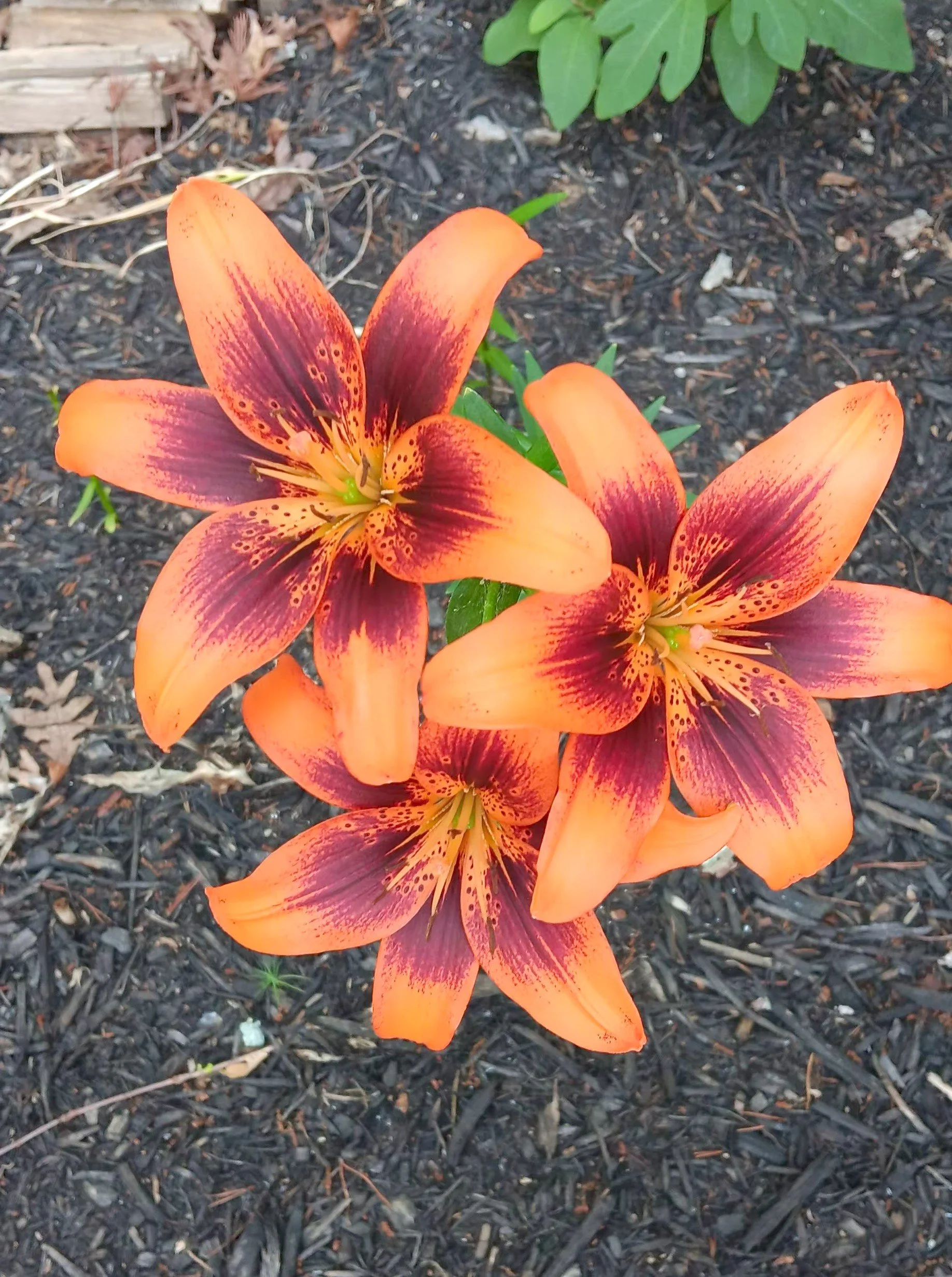 Close-up of two orange lilies with dark red and yellow markings, growing in a garden bed with dark mulch and green leaves nearby.