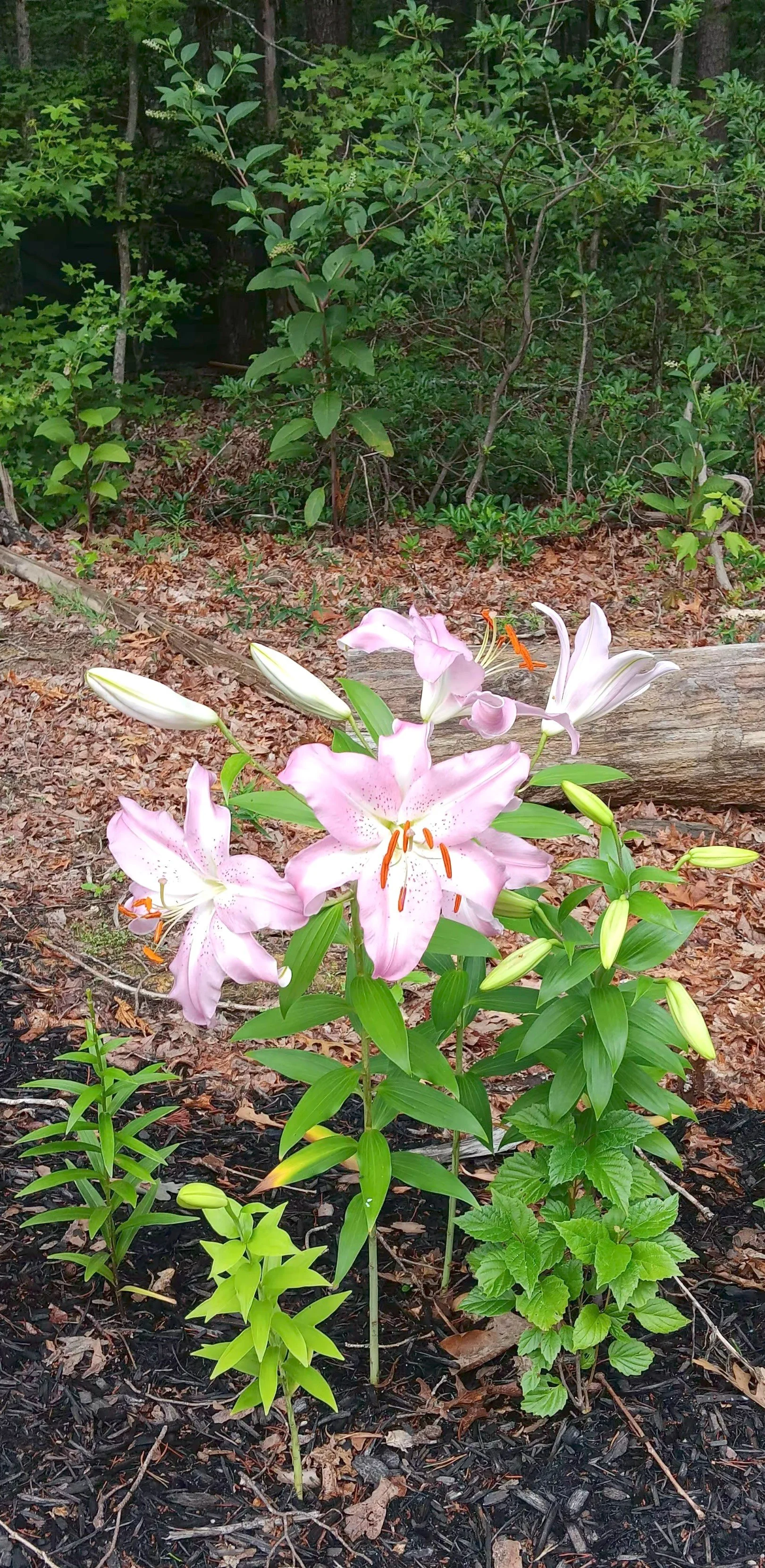 Pink and white lilies blooming in a garden bed with mulch, surrounded by green foliage and trees in the background.
