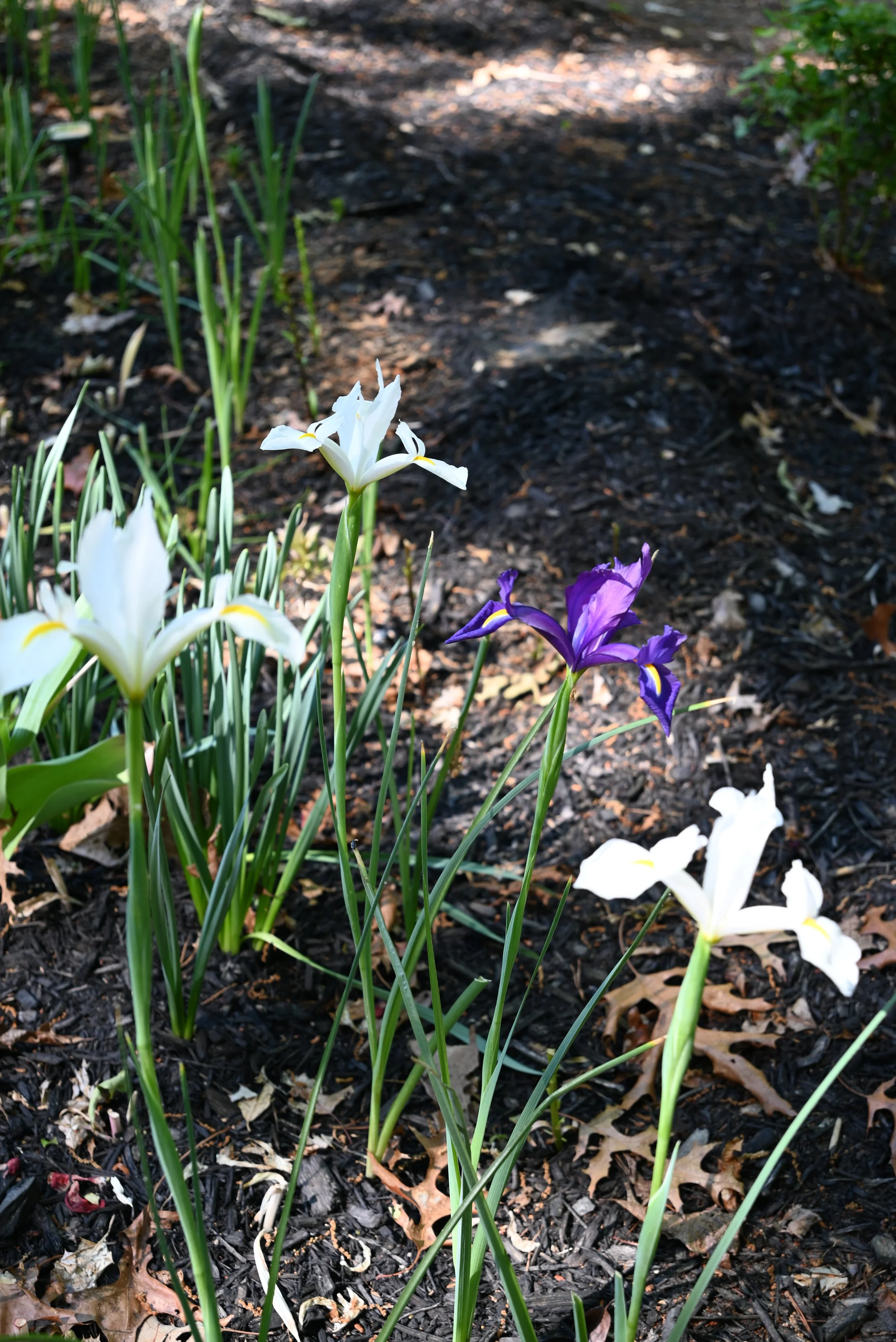 DSC_0922.JPG