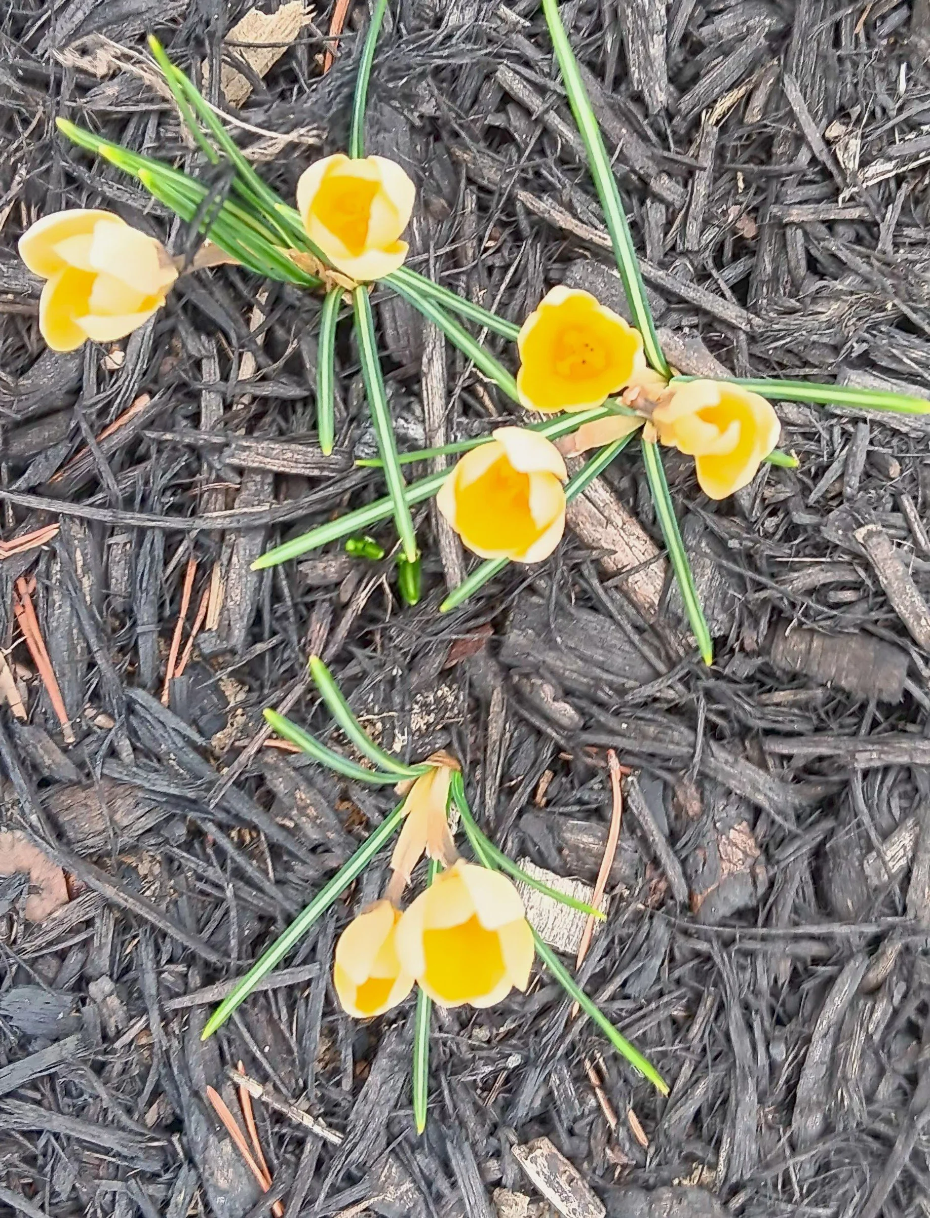 Yellow crocus flowers with green leaves and grass growing amidst dark mulch and wood chips.