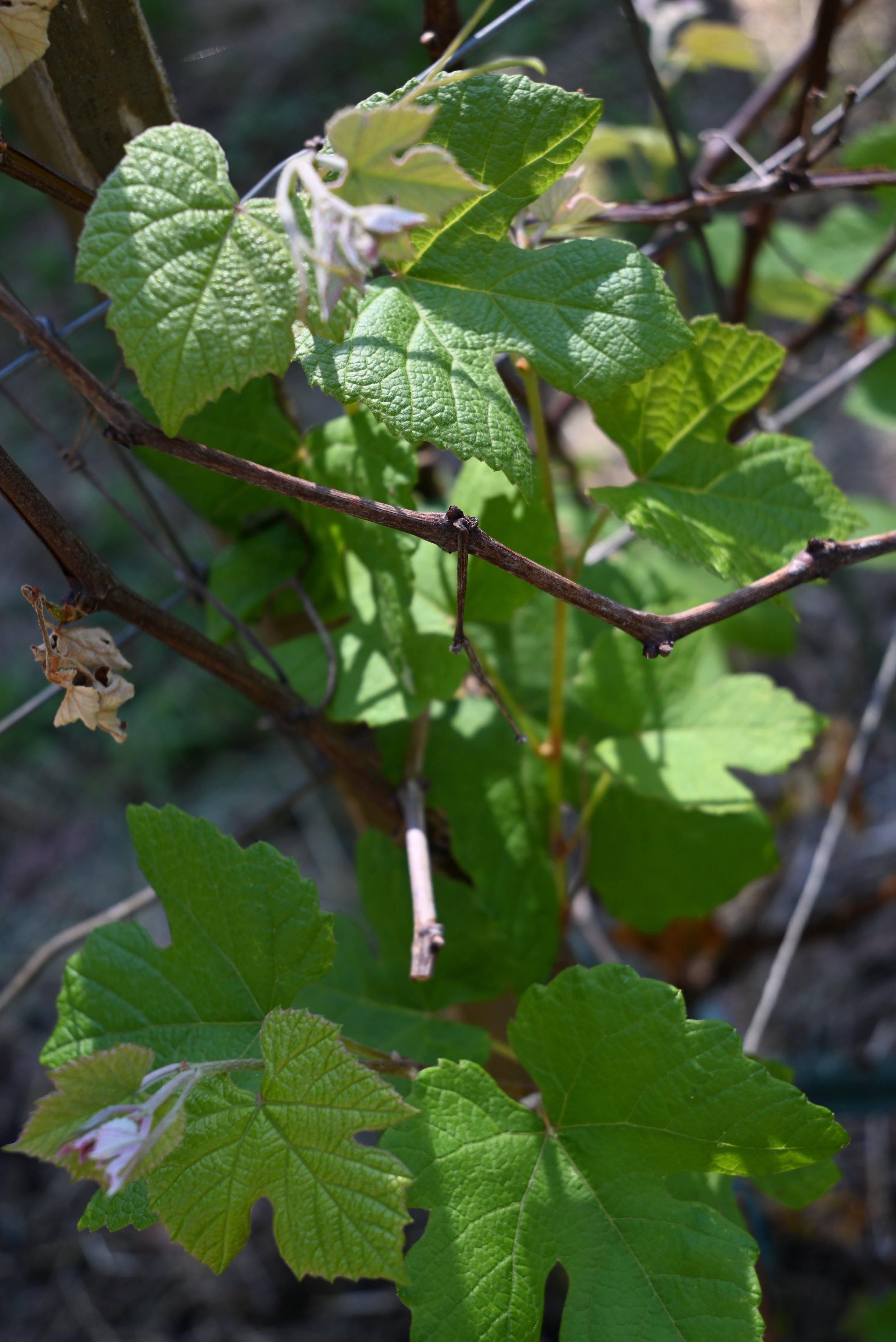 DSC_0930.JPG