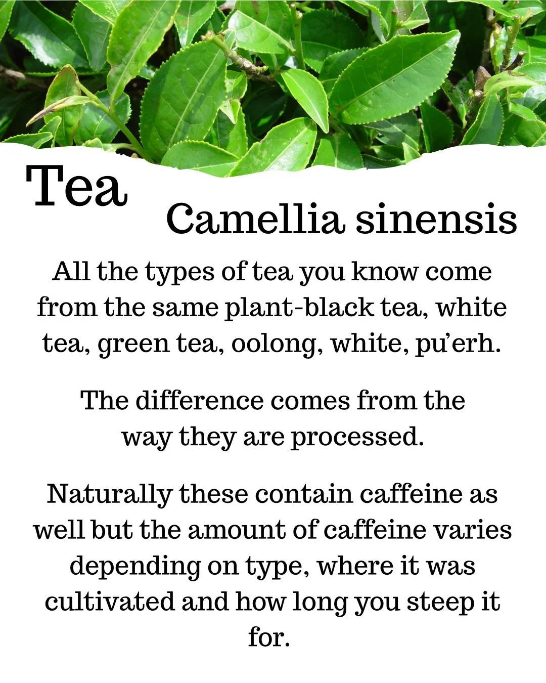 We’ve decided we’re going to go back to “Tea Time Tuesday” and that means we’re either going to be talking about different herbs which we utilize! Today we’re talking about the one we use the most and that’s