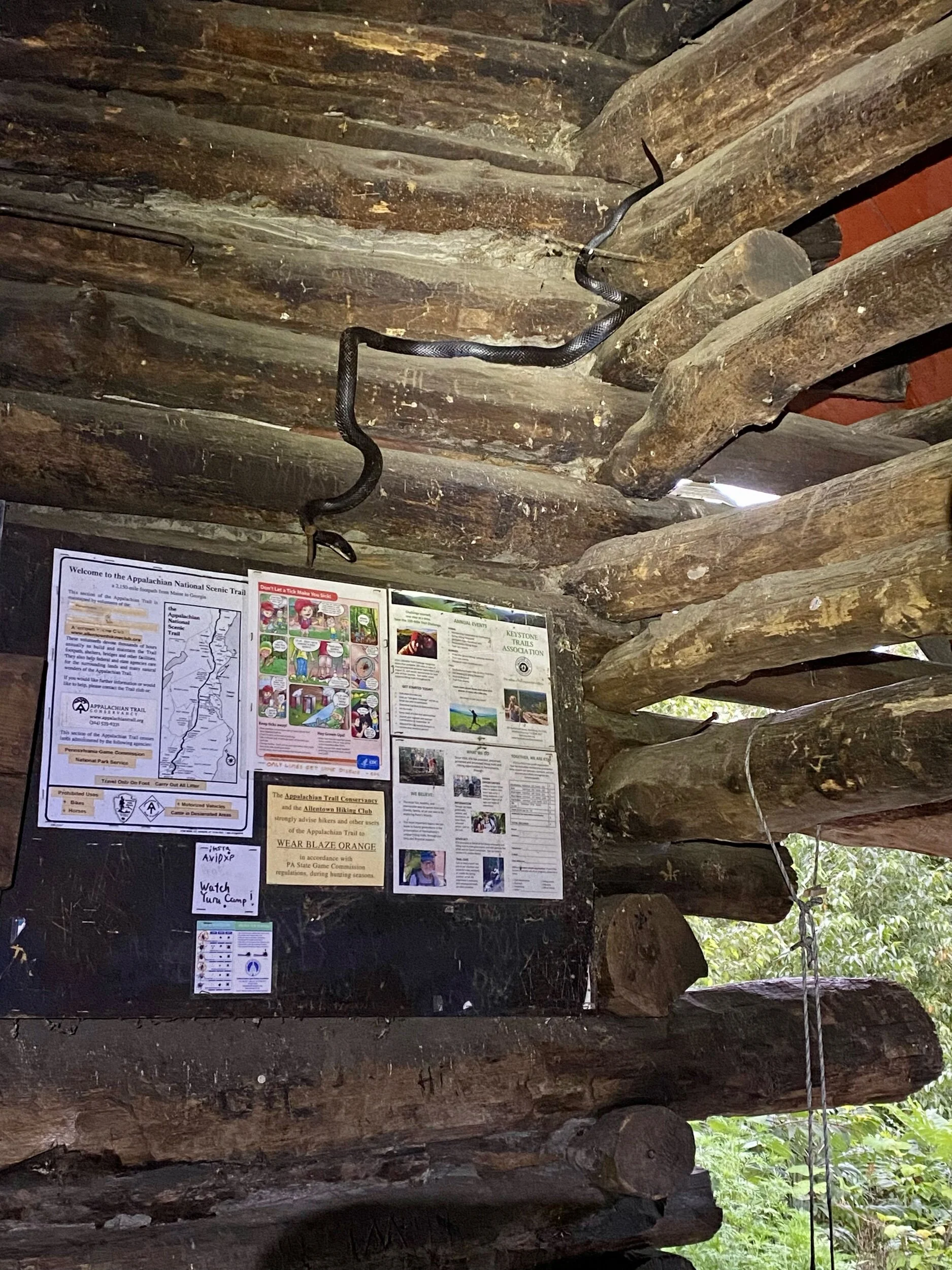 7/22, George W. Outerbridge Shelter. Palmerton, PA. My FIRST night in a shelter alone when I heard a sound similar to one’s hand sliding across a plaster wall. Look at that predator! Needless to say, I didn’t sleep very well…