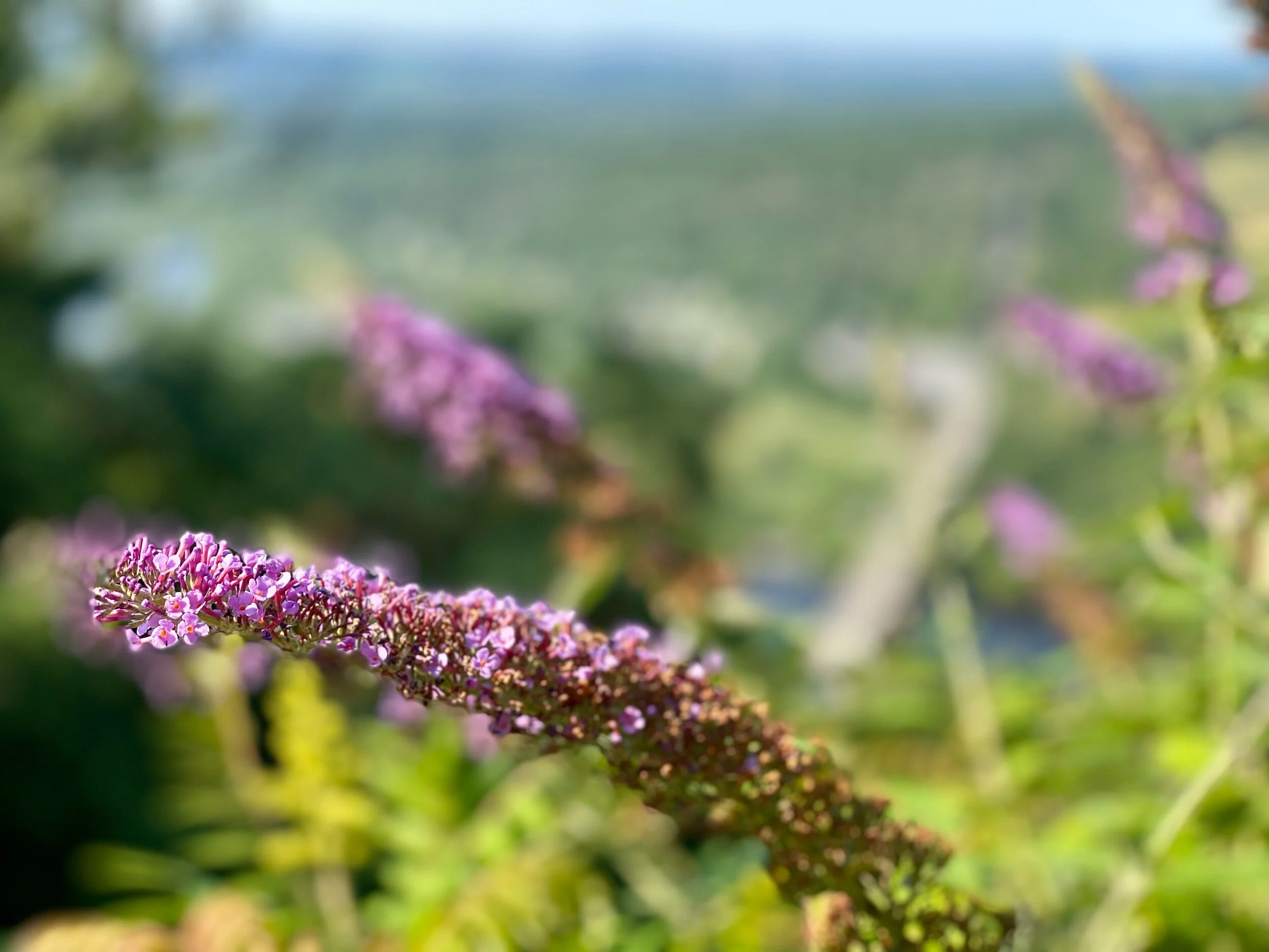 7/23, Blurred view over Palmerton, PA.