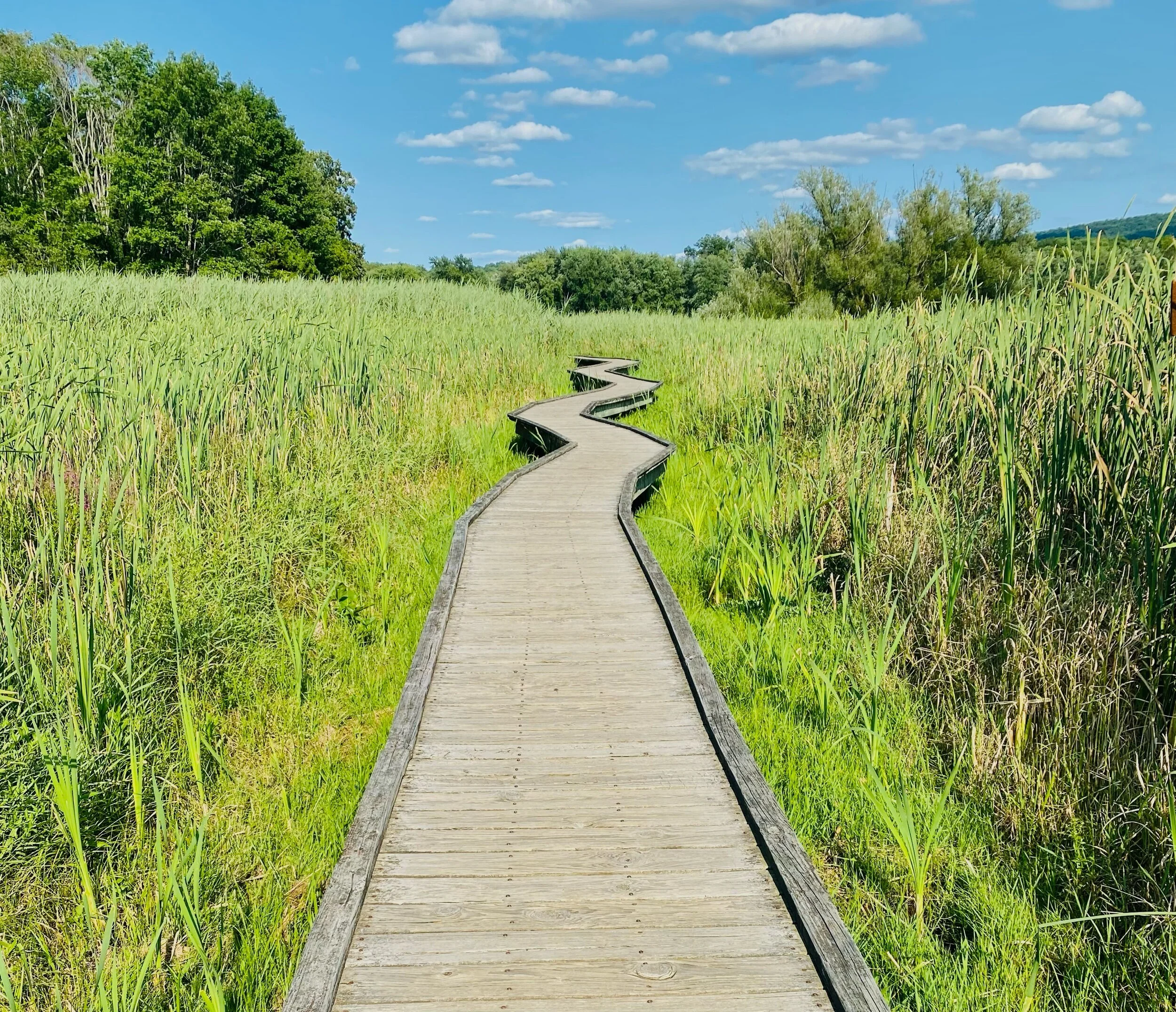 7/31, Pochuck Boardwalk