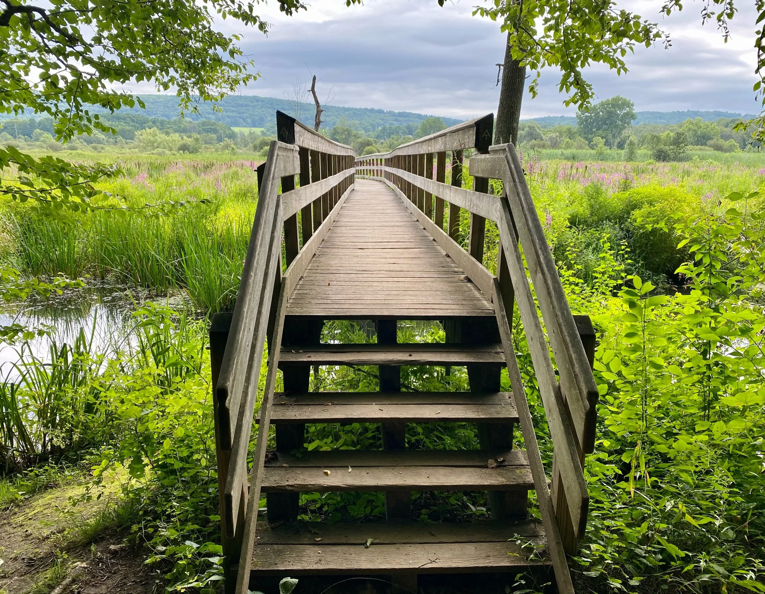 Swamp River Boardwalk.