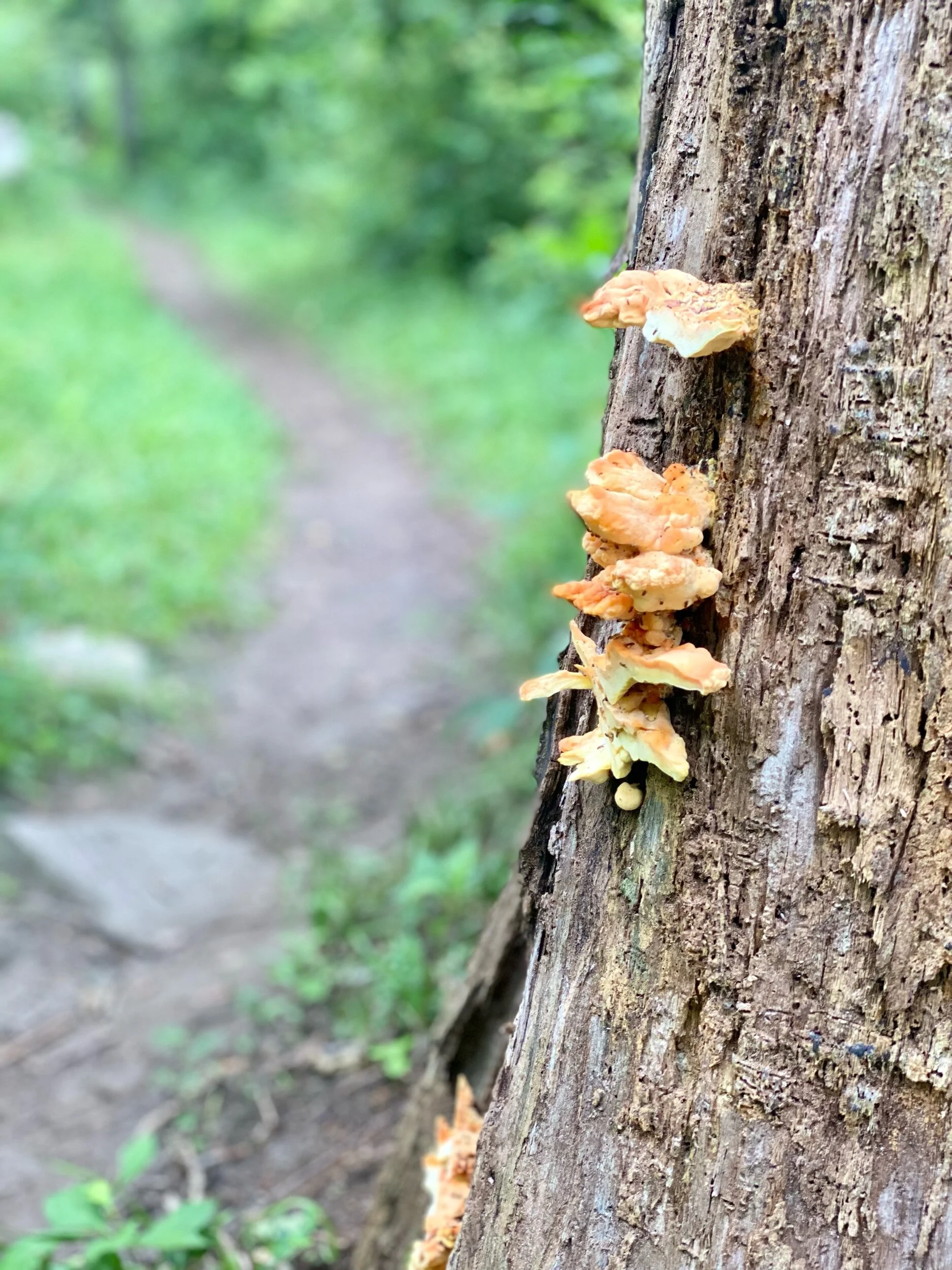 Fungus on tree bark