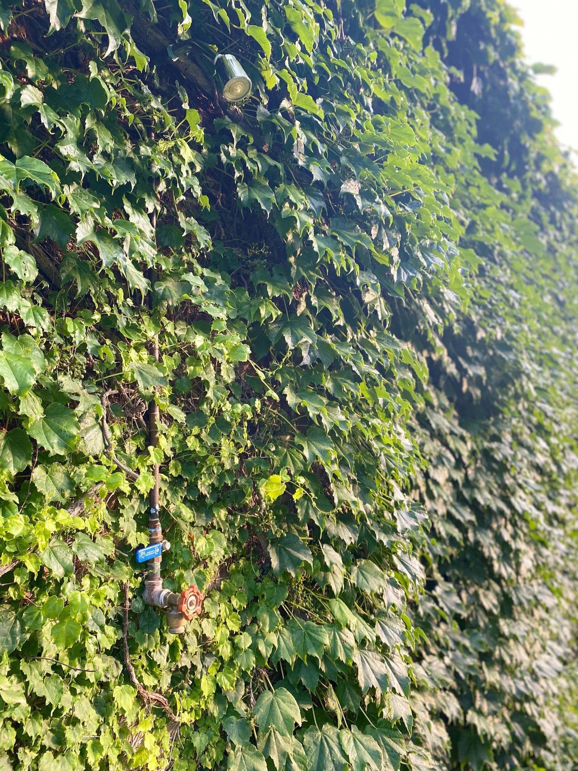An incognito outdoor shower tucked into the side of an ivy covered shed, Falls Village, CT.